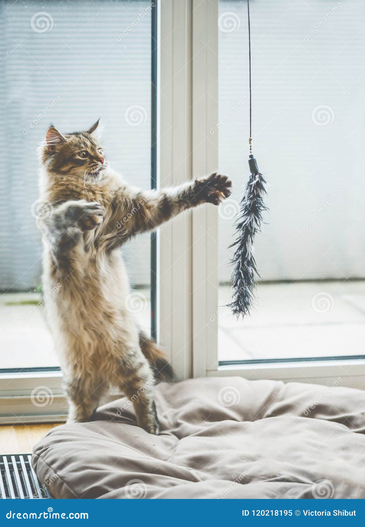 Jogo Do Gato O Gatinho Macio Engraçado Está Em Seus Pés Traseiros E Os Jogos  Com Um Gato De Suspensão Brincam Na Janela Imagem de Stock - Imagem de  animais, felino: 120218195