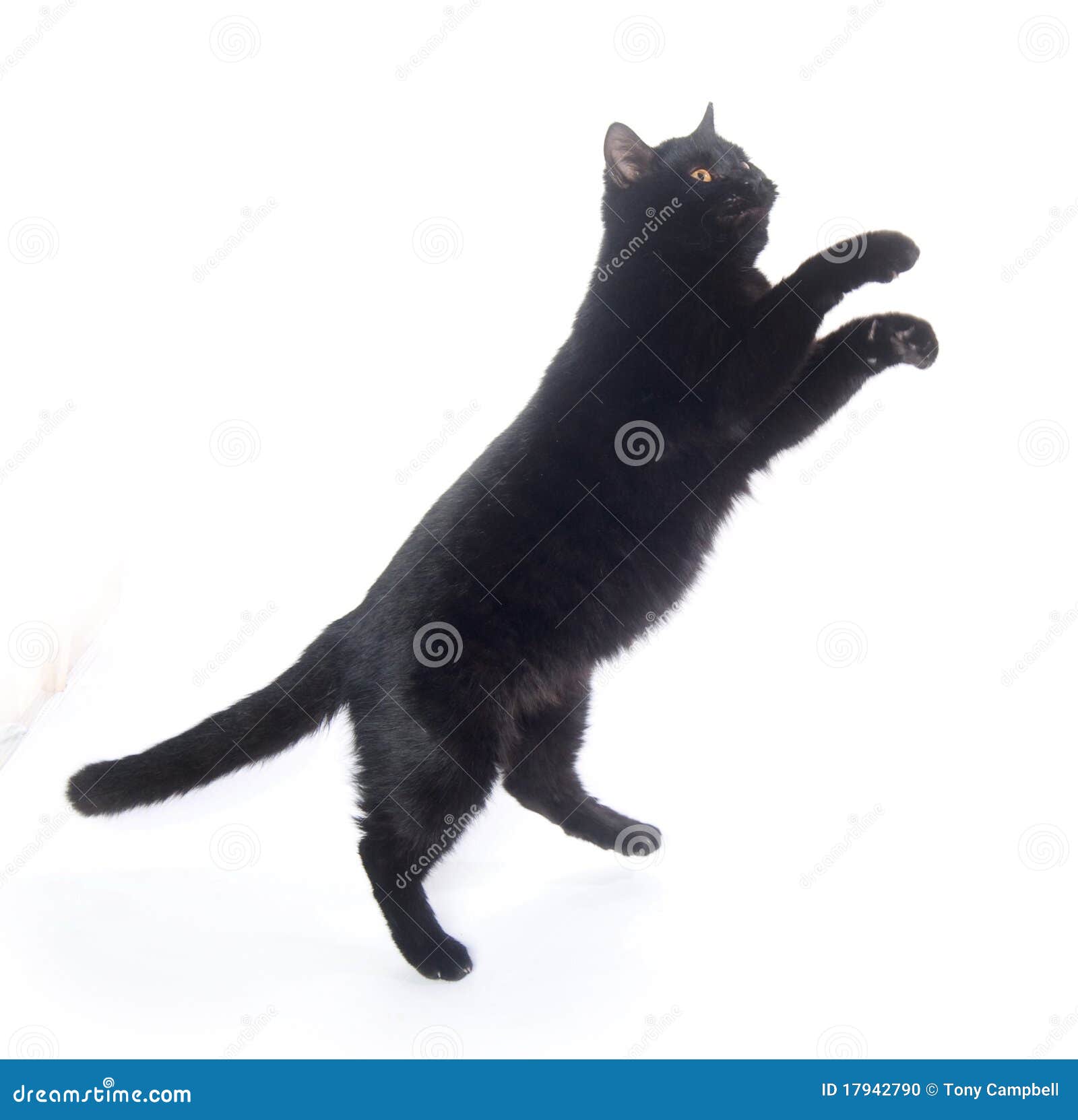 Jogo do gato preto foto de stock. Imagem de gato, animal - 17942790