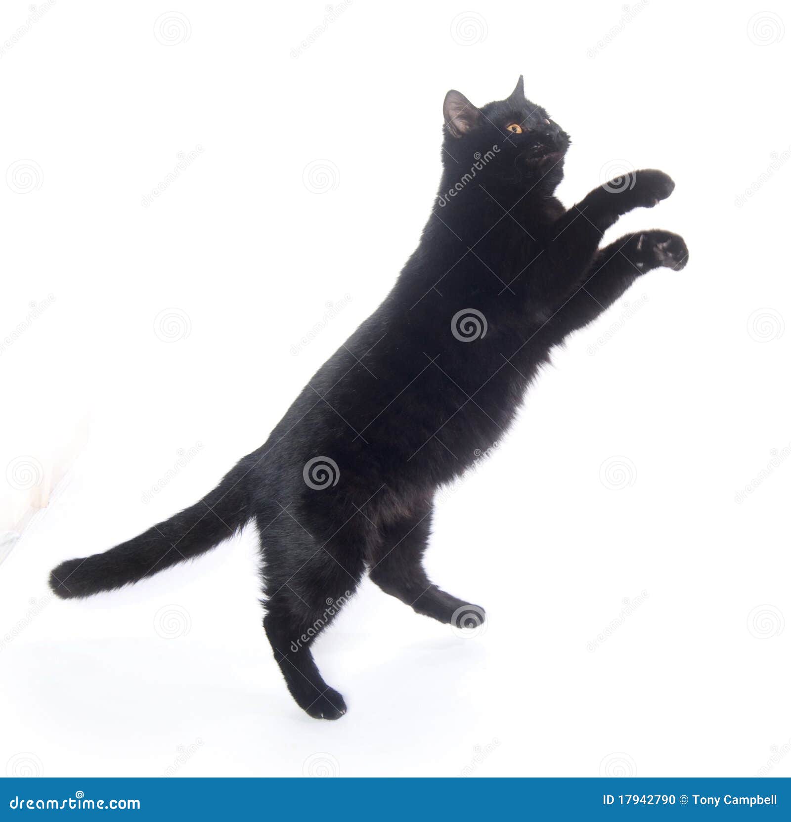 Jogos do gato preto imagem de stock. Imagem de ângulo - 55811315