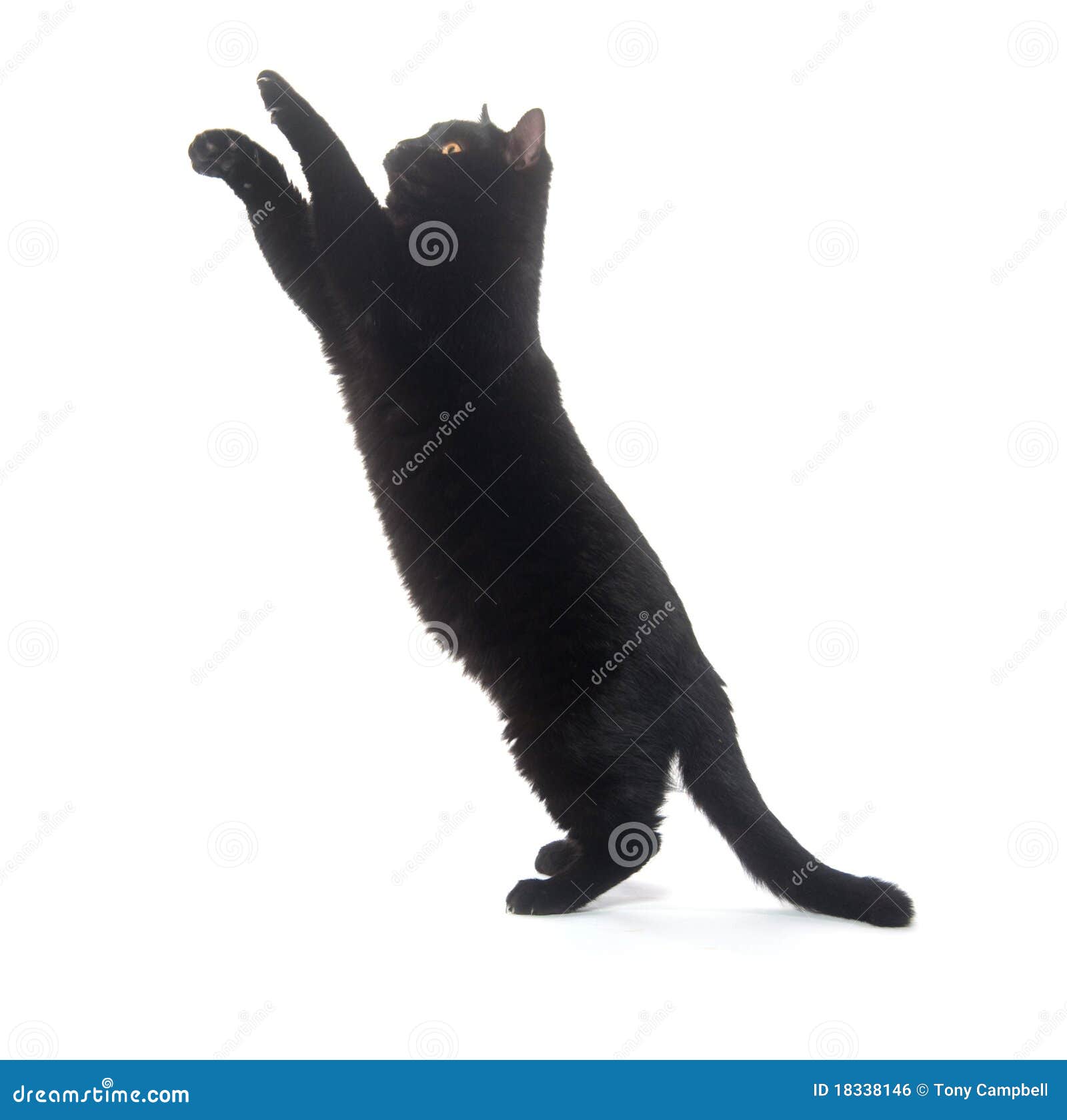 Jogo do gato preto imagem de stock. Imagem de fundo, gato - 66726493