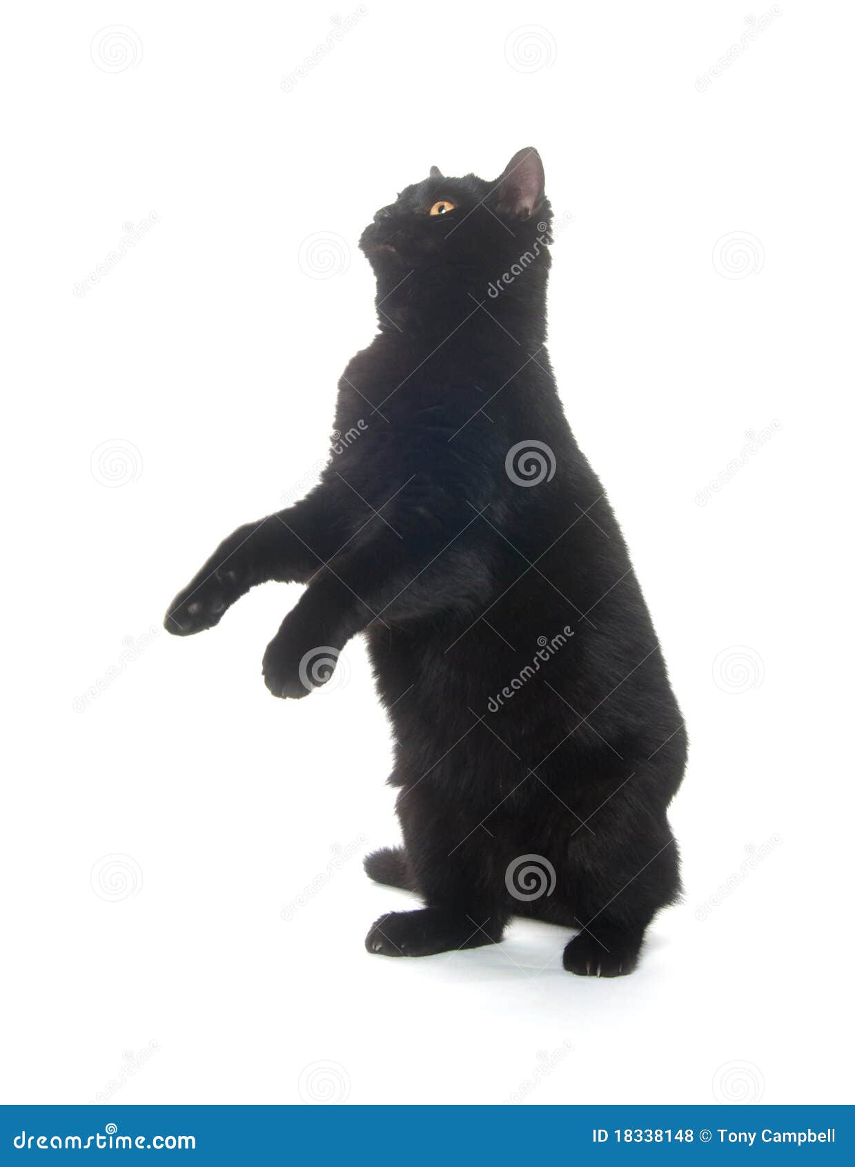 Jogos do gato preto imagem de stock. Imagem de ângulo - 55811315