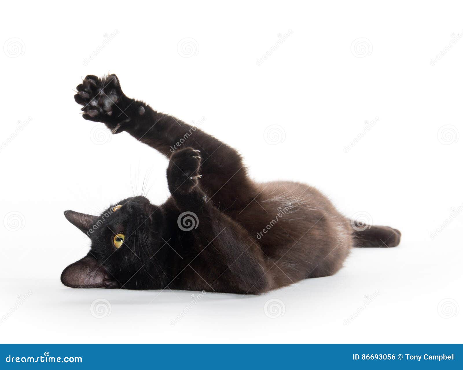Jogo do gato preto imagem de stock. Imagem de preto, fundo - 18338151