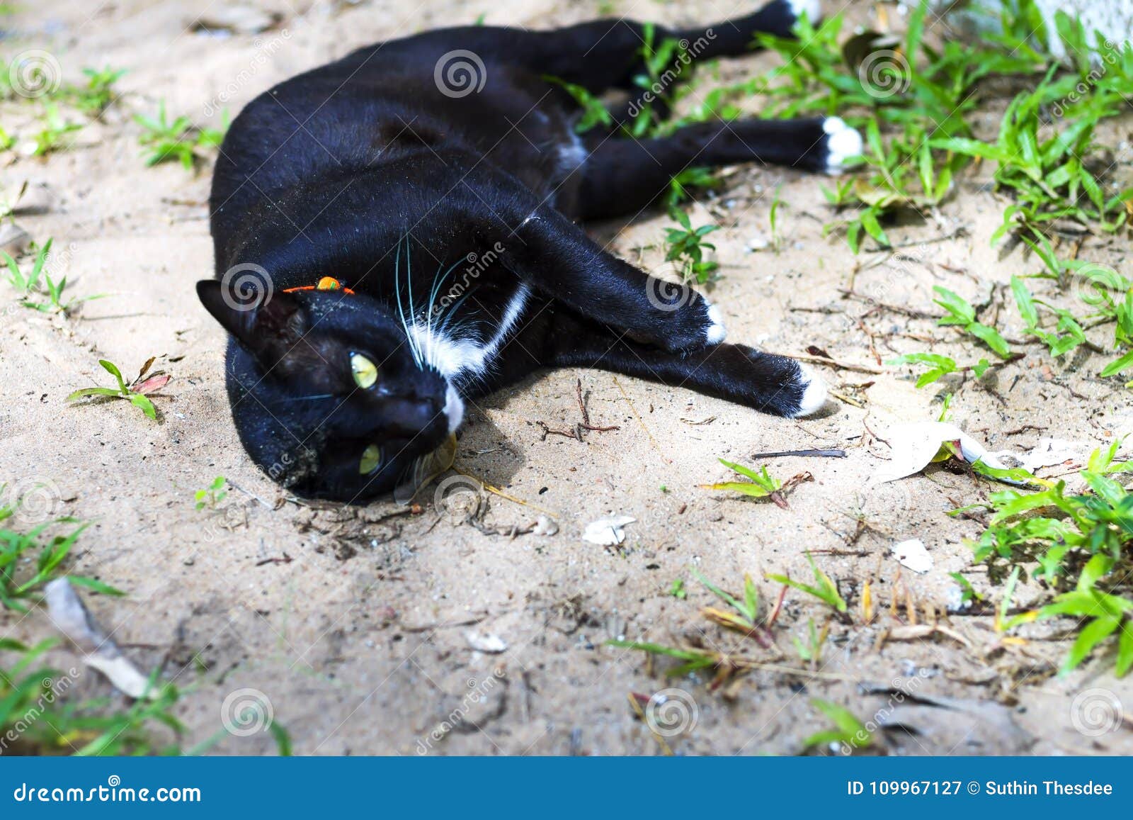 Jogo Do Gato Preto Na Terra Imagem de Stock - Imagem de fundo, terra:  109967127