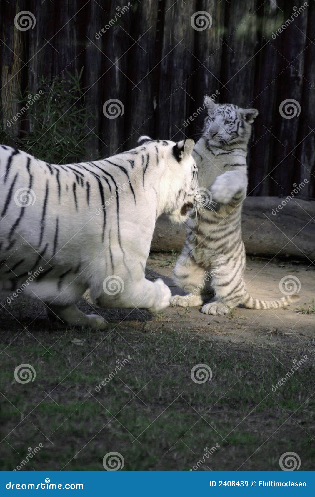 Jogo do tigre imagem de stock. Imagem de gato, menino - 2408439