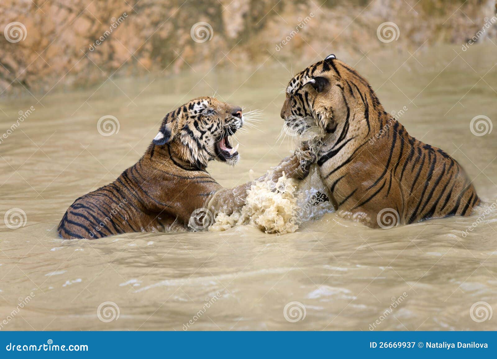 Jogo do tigre imagem de stock. Imagem de respingo, lago - 26669937