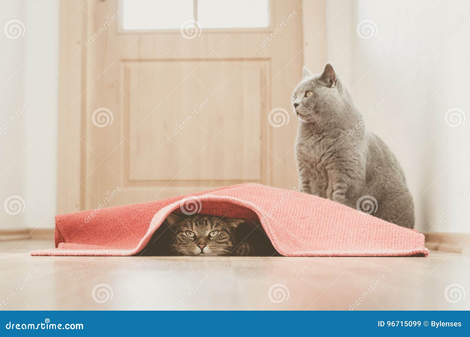 Jogo dos gatos imagem de stock. Imagem de alegria, paste - 96715099