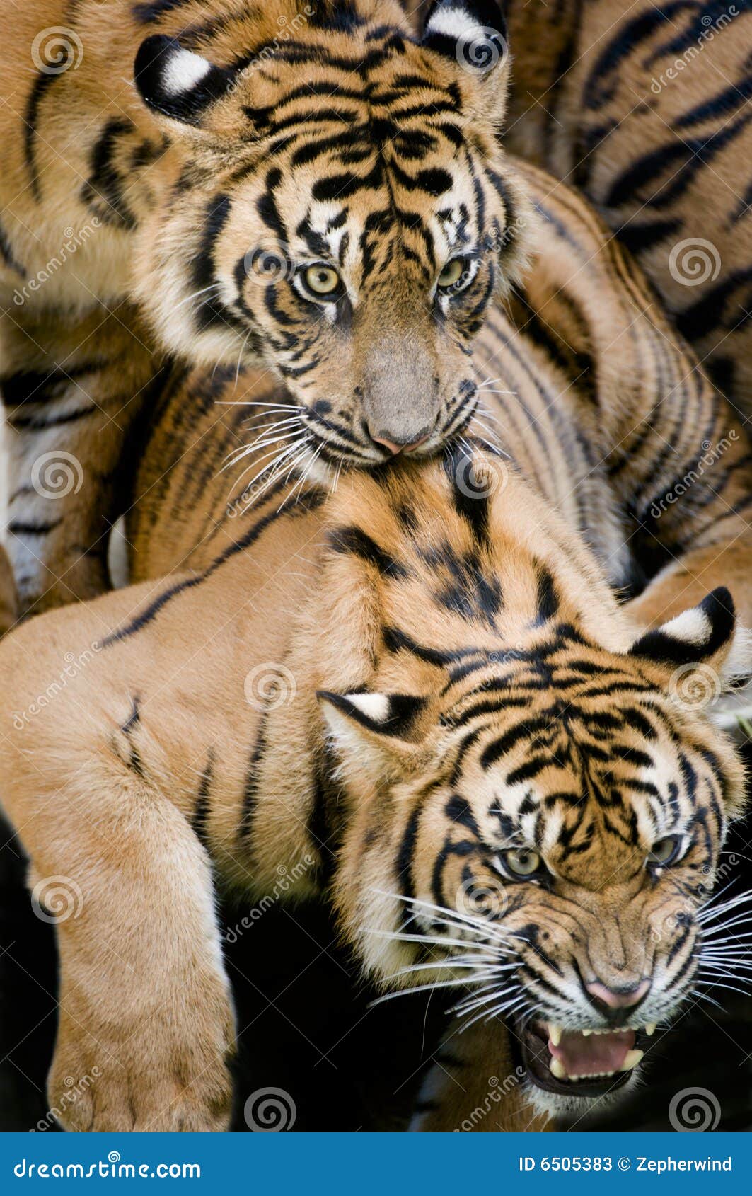 Jogo do tigre imagem de stock. Imagem de respingo, exterior - 26669021