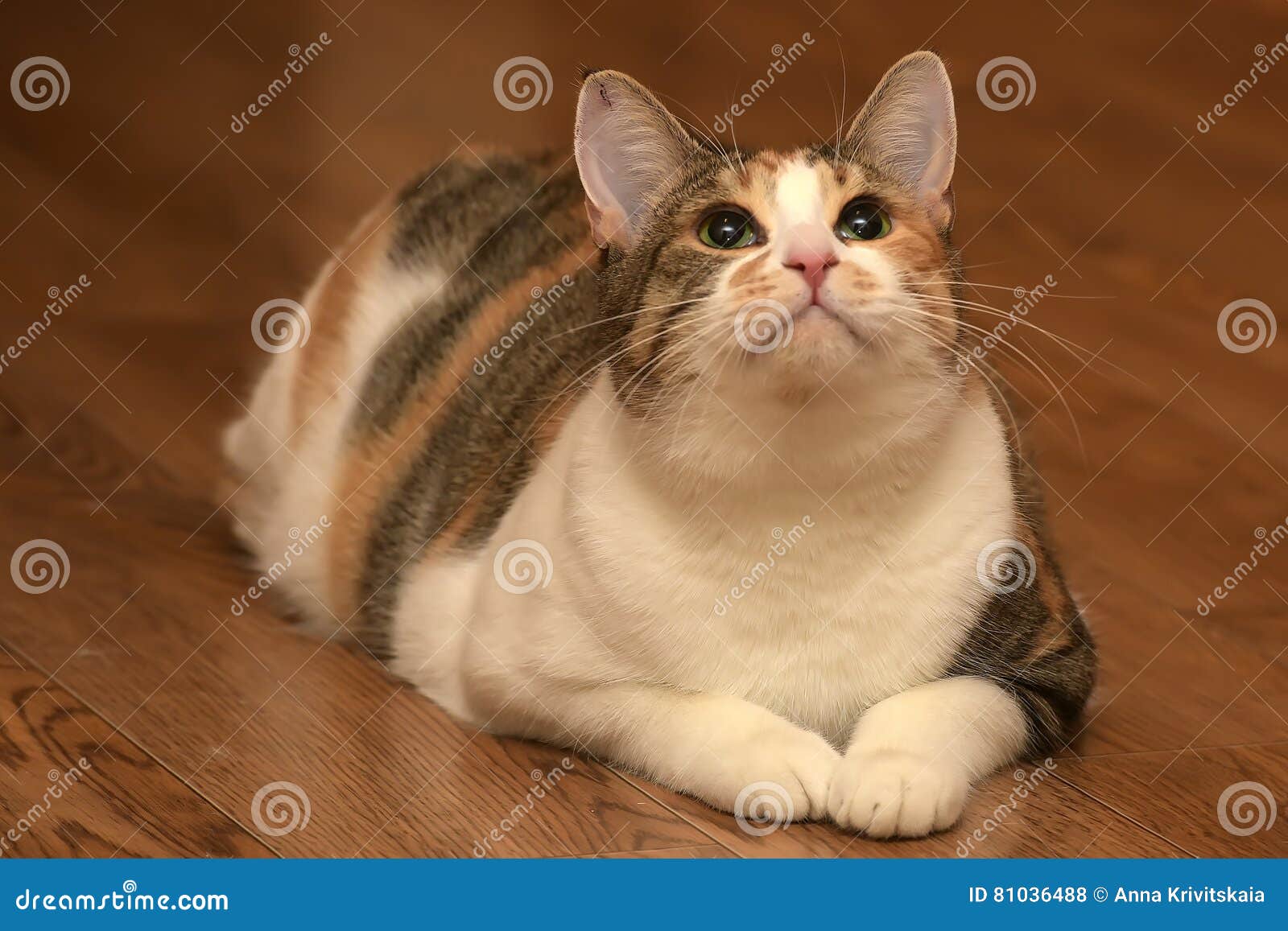Os Jogos Do Gato Com O Rato Imagem de Stock - Imagem de jogos, gato:  79400905