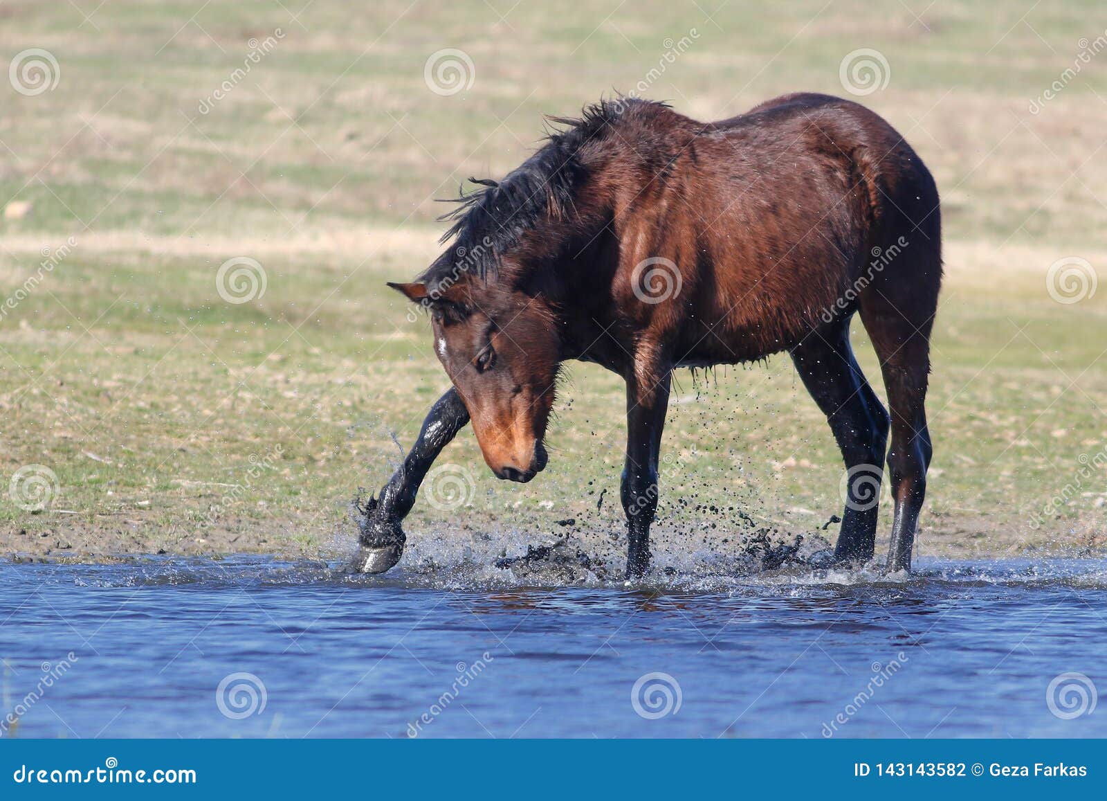 Jogo Marrom Selvagem Do Cavalo Na água Foto de Stock - Imagem de homem,  pântano: 143143582