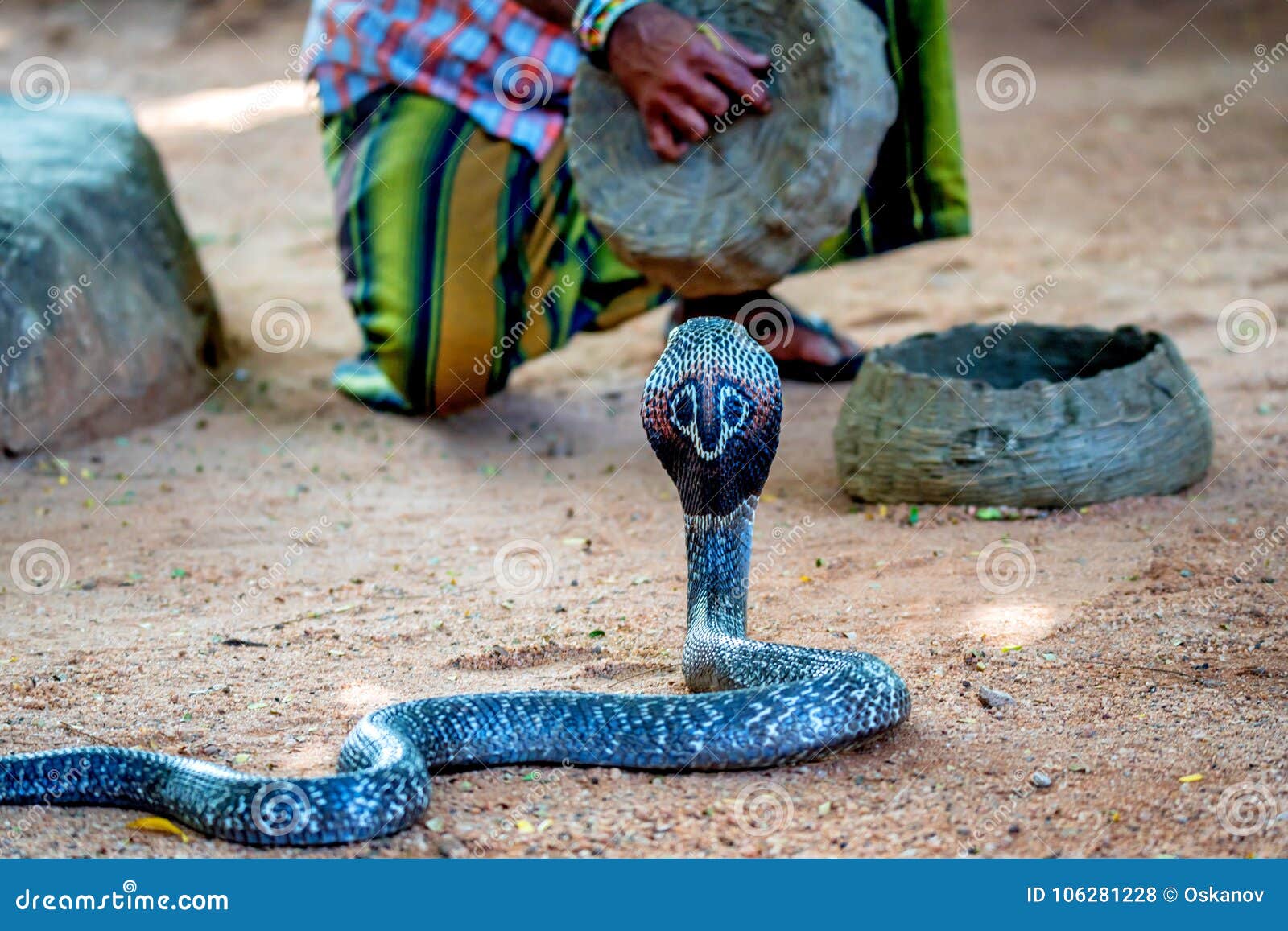 Jogos Do Encantador De Serpente Com Cobra Indiana Imagem de Stock