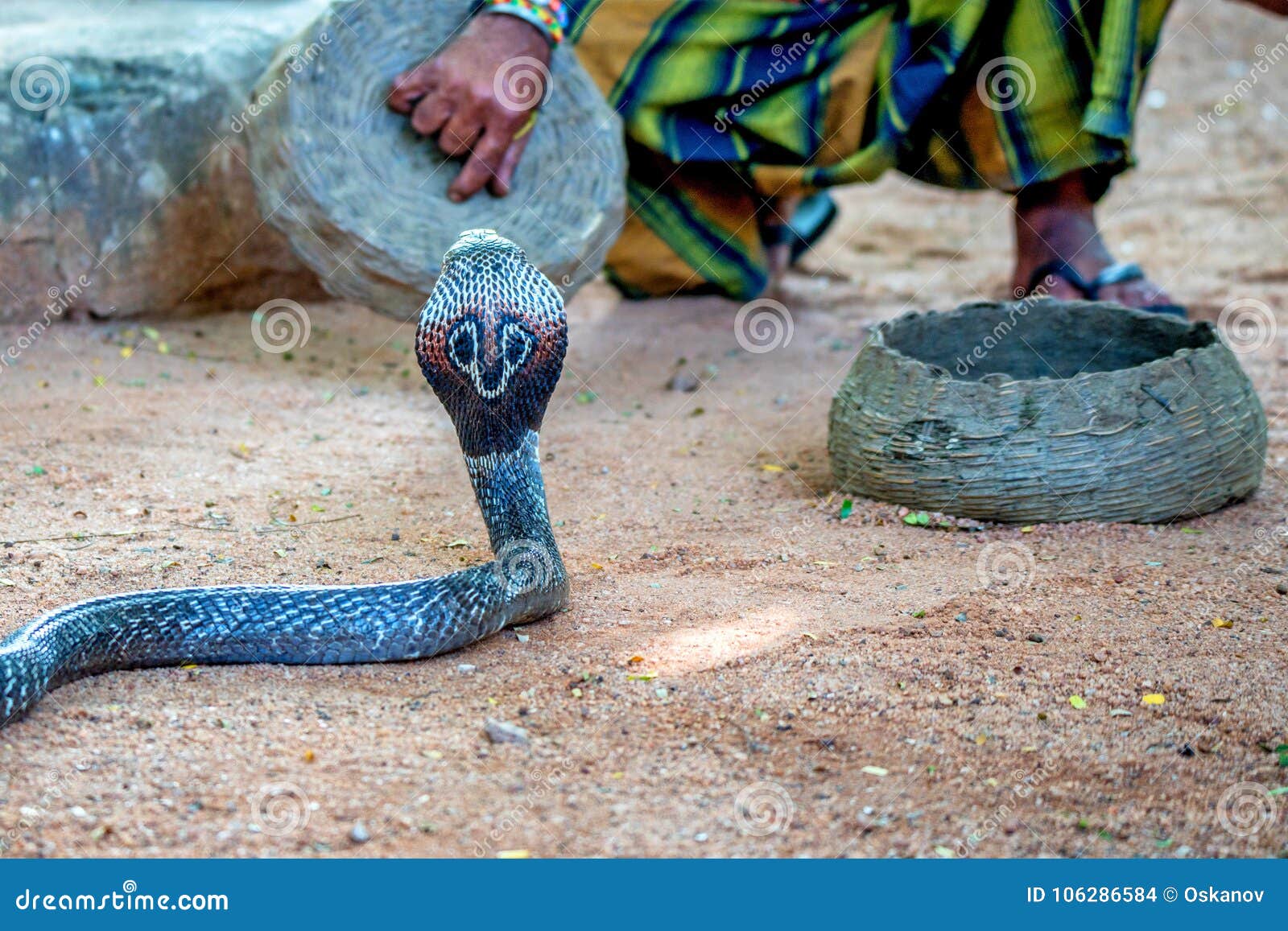 Jogos Do Encantador De Serpente Com Cobra Indiana Imagem de Stock