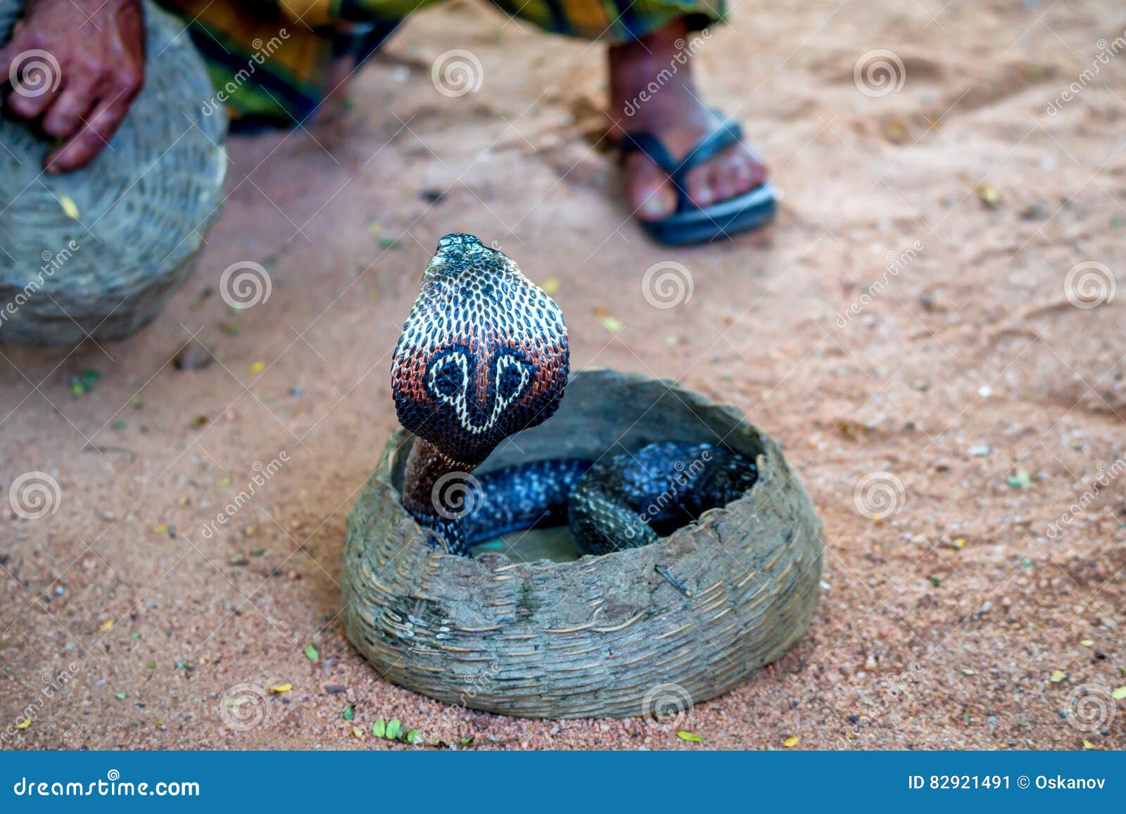 Jogos Do Encantador De Serpente Com Cobra Indiana Imagem de Stock