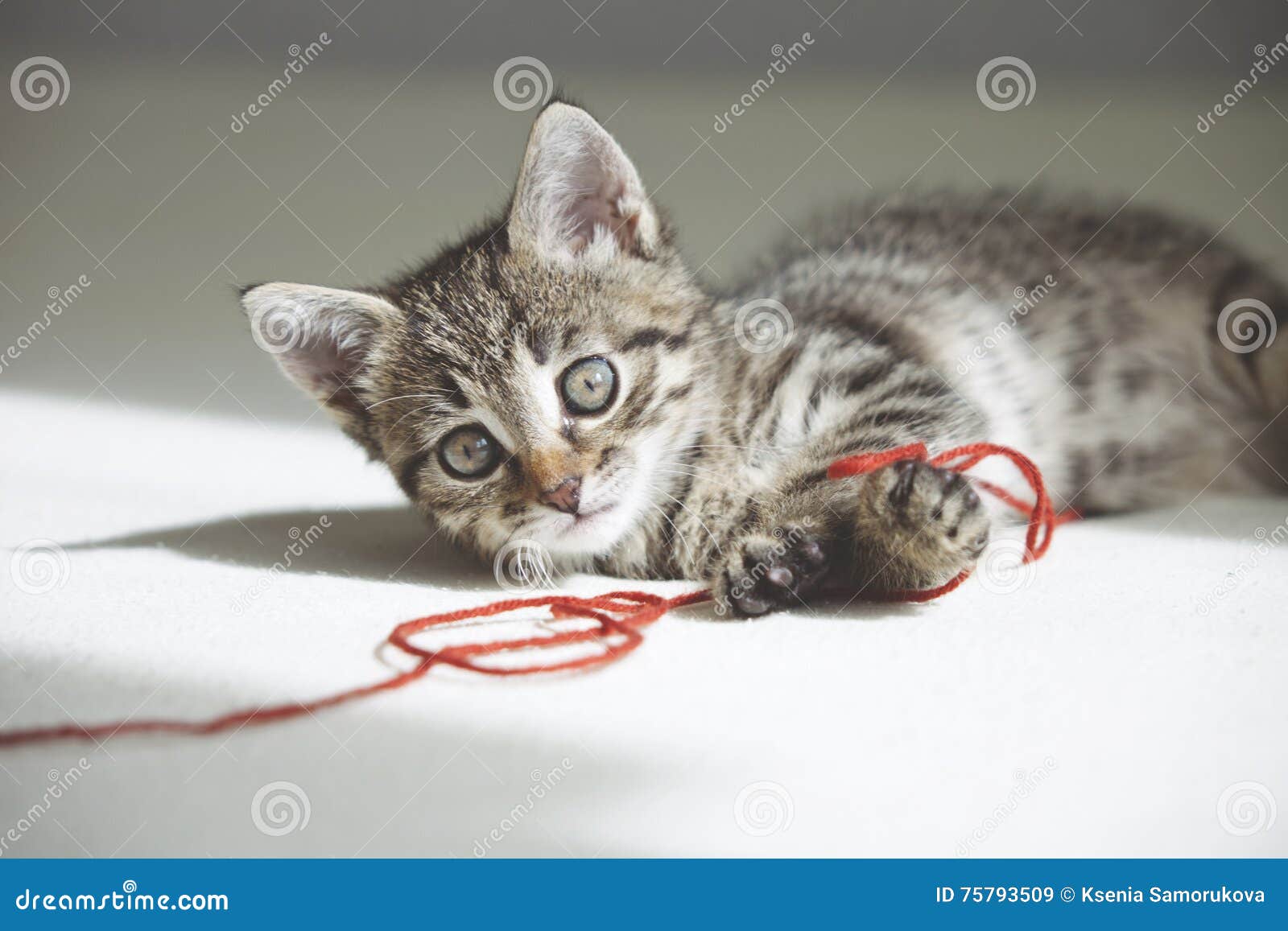 Jogos Do Gatinho Com Linha Vermelha Imagem de Stock - Imagem de branco,  felino: 75793509