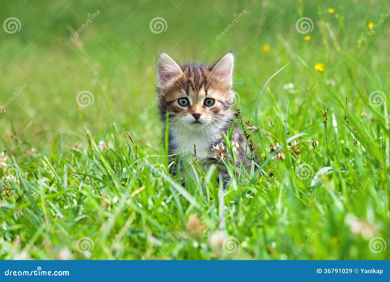 Jogos Do Gatinho Em Uma Grama Verde Imagem de Stock - Imagem de animais,  gato: 36791029