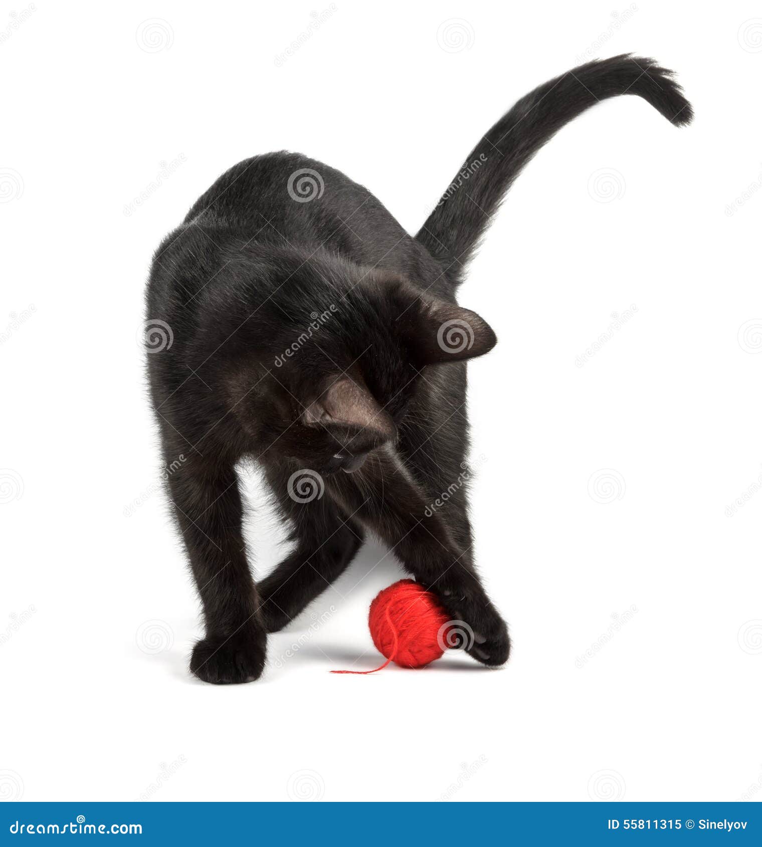 Jogos do gato preto imagem de stock. Imagem de ângulo - 55811315