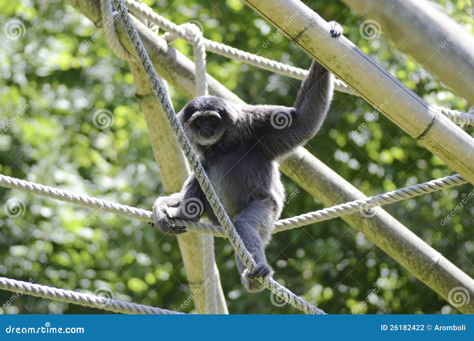 Jogos do macaco com cordas foto de stock. Imagem de bambu - 26182422