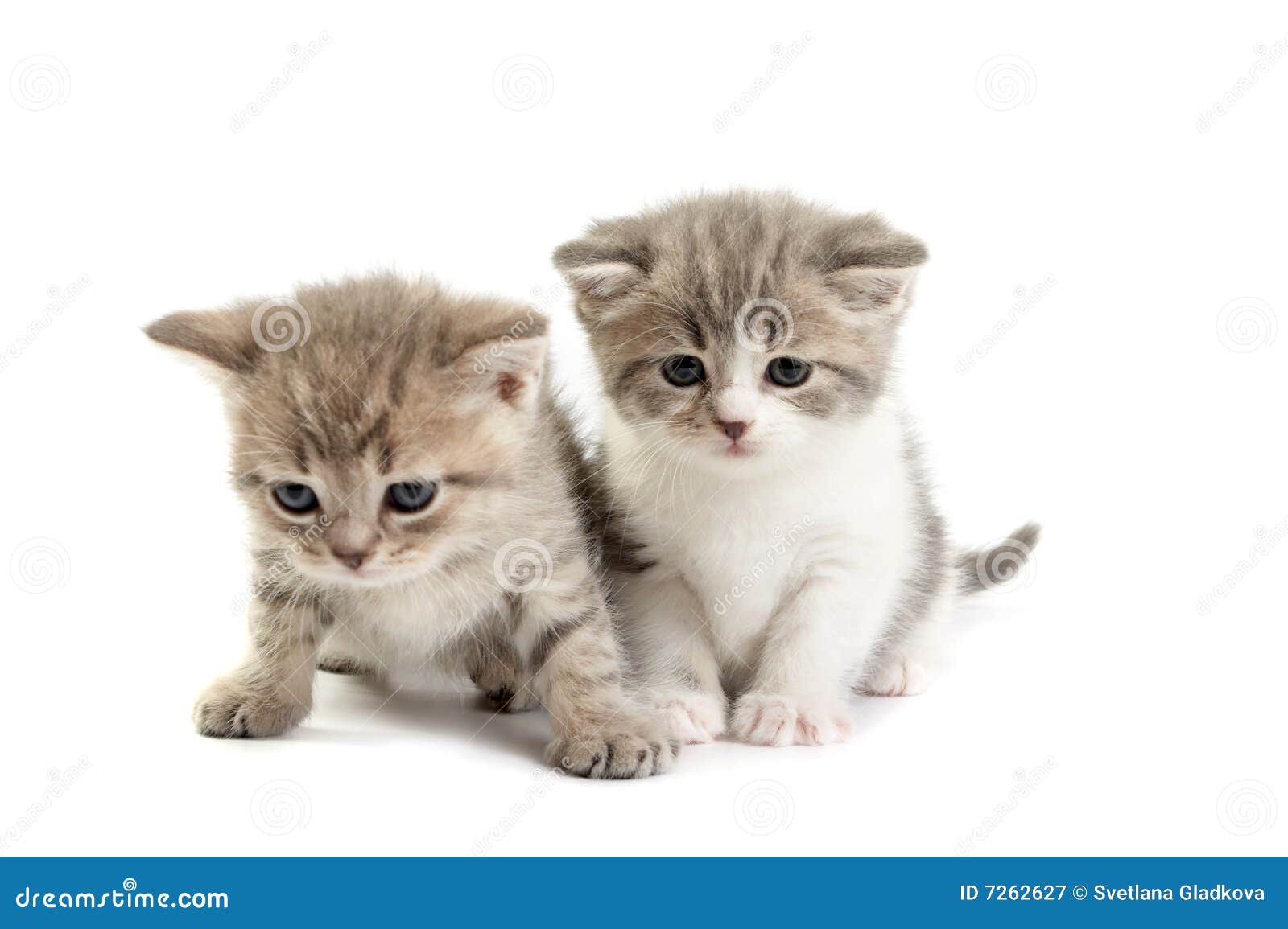 Jogos Dos Gatinhos Em Um Fundo Branco Imagem de Stock - Imagem de reto, gato:  7262627