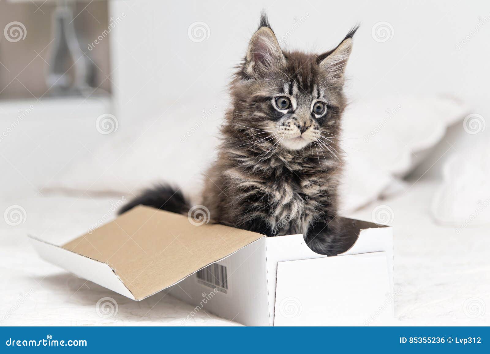 Jogos Macios Pequenos De Maine Coon Do Gatinho Foto de Stock