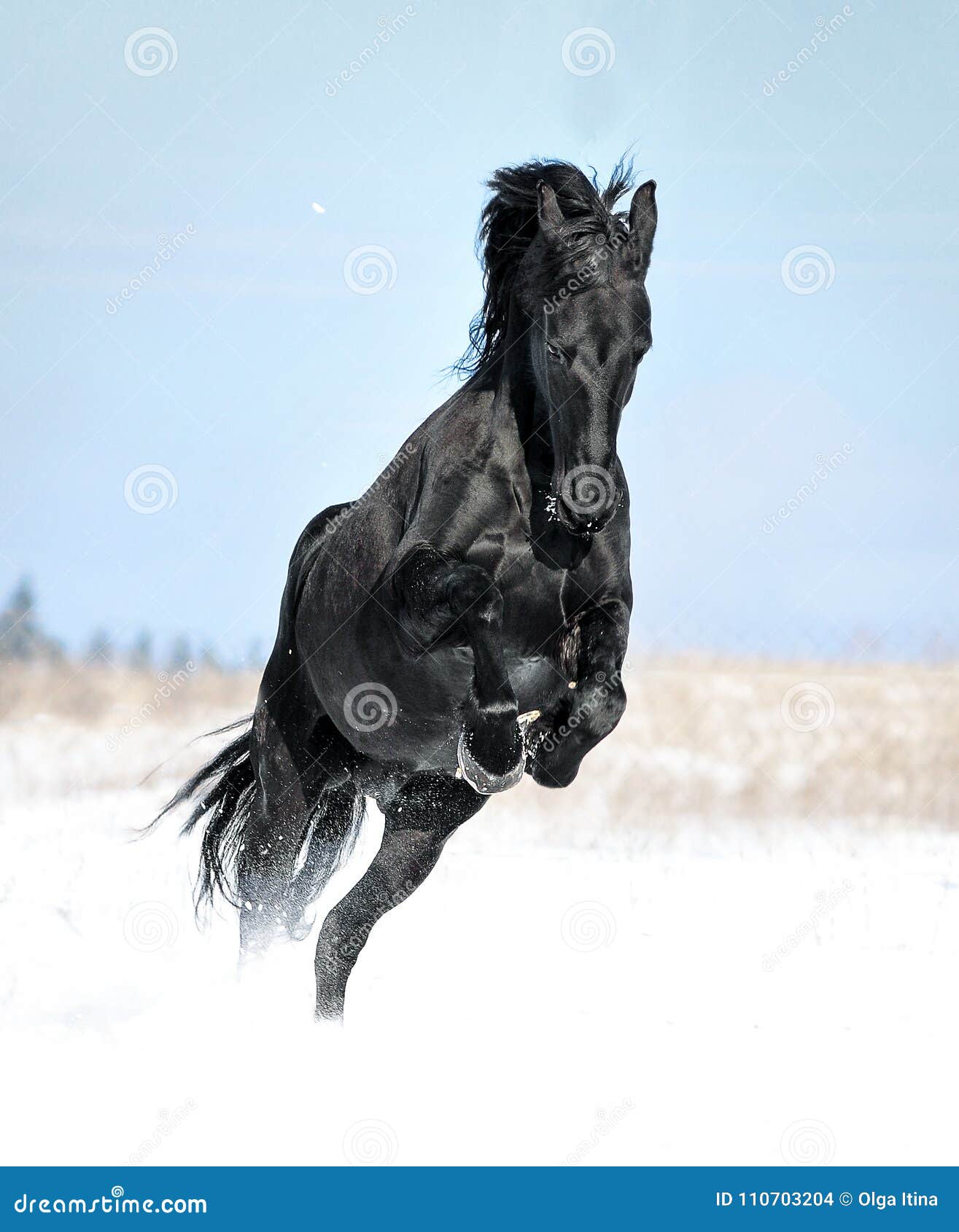 Jogos Pretos Do Cavalo Do Frisão No Inverno Foto de Stock - Imagem