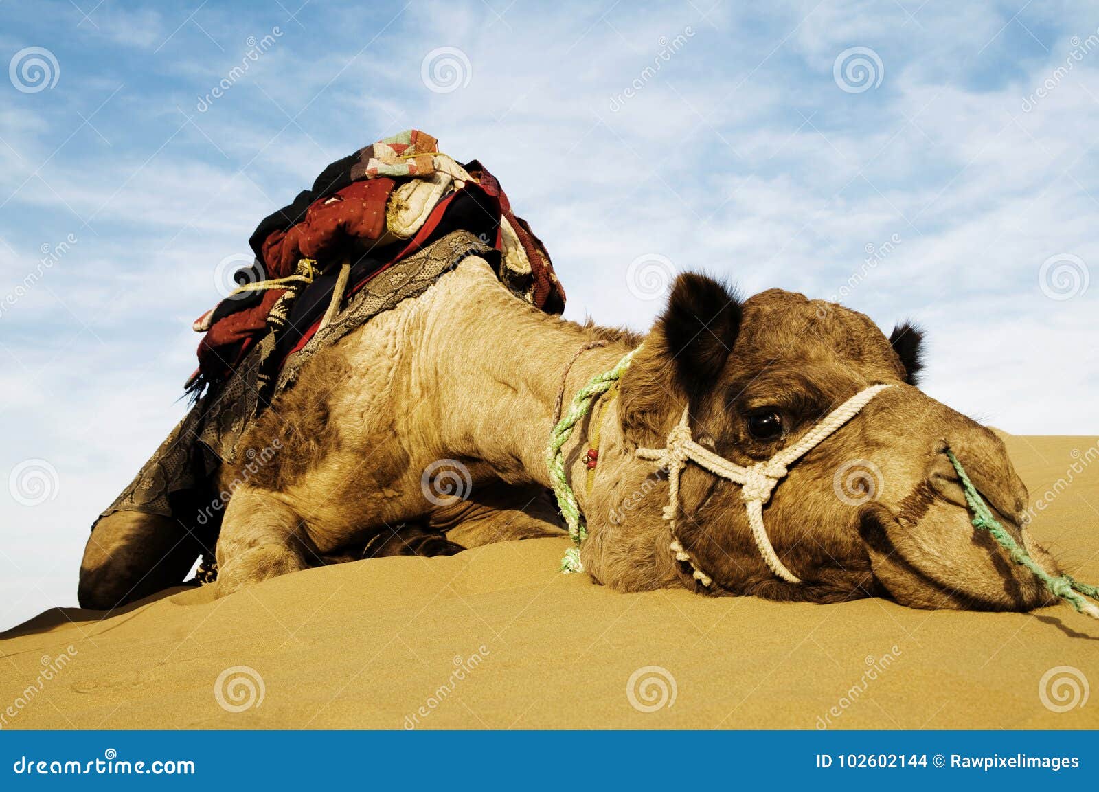 johnnie the cutest camel. dromedary camel in the thar desert, rajasthan, india.