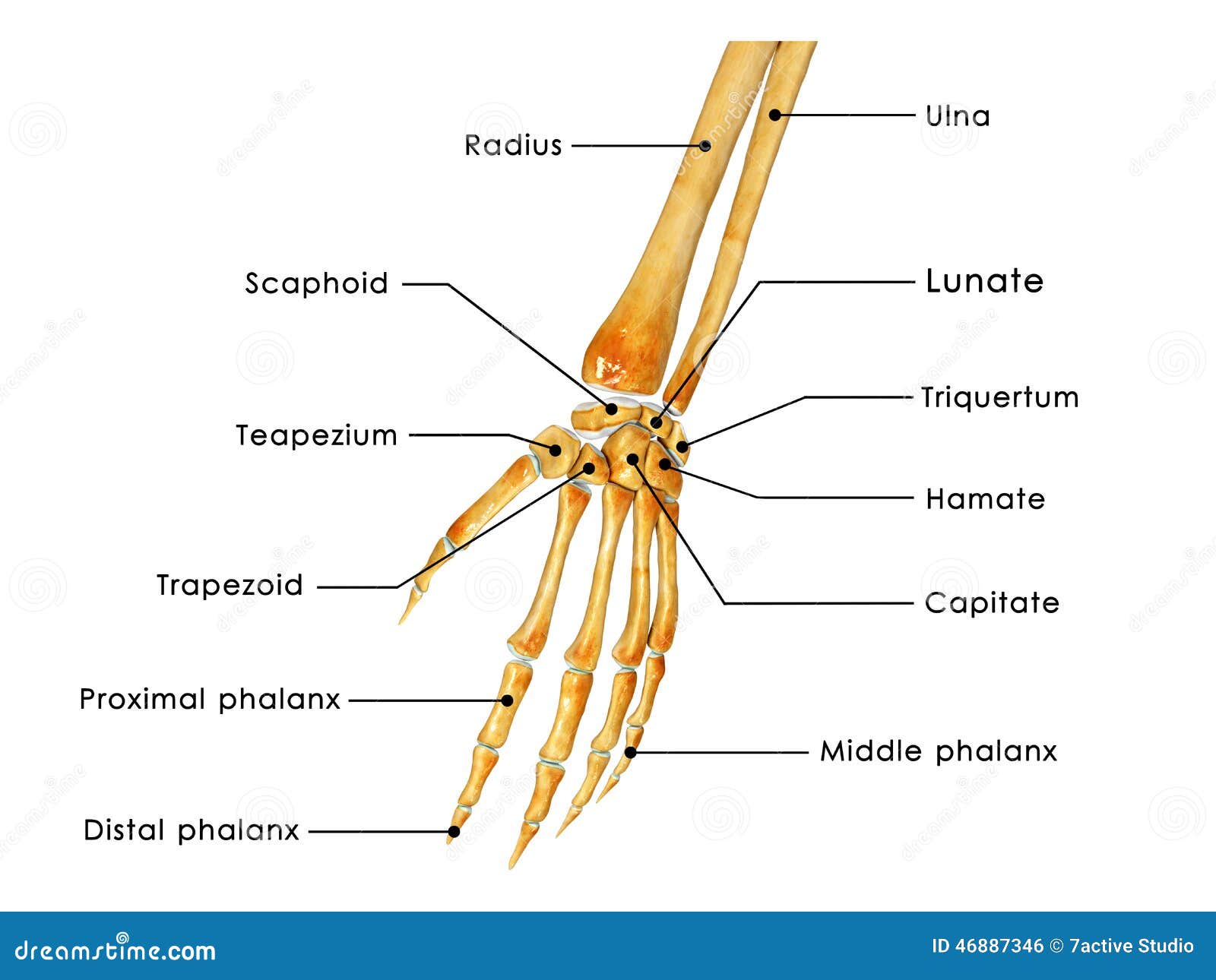 Joint de illustration stock. Illustration du doigts 46887346