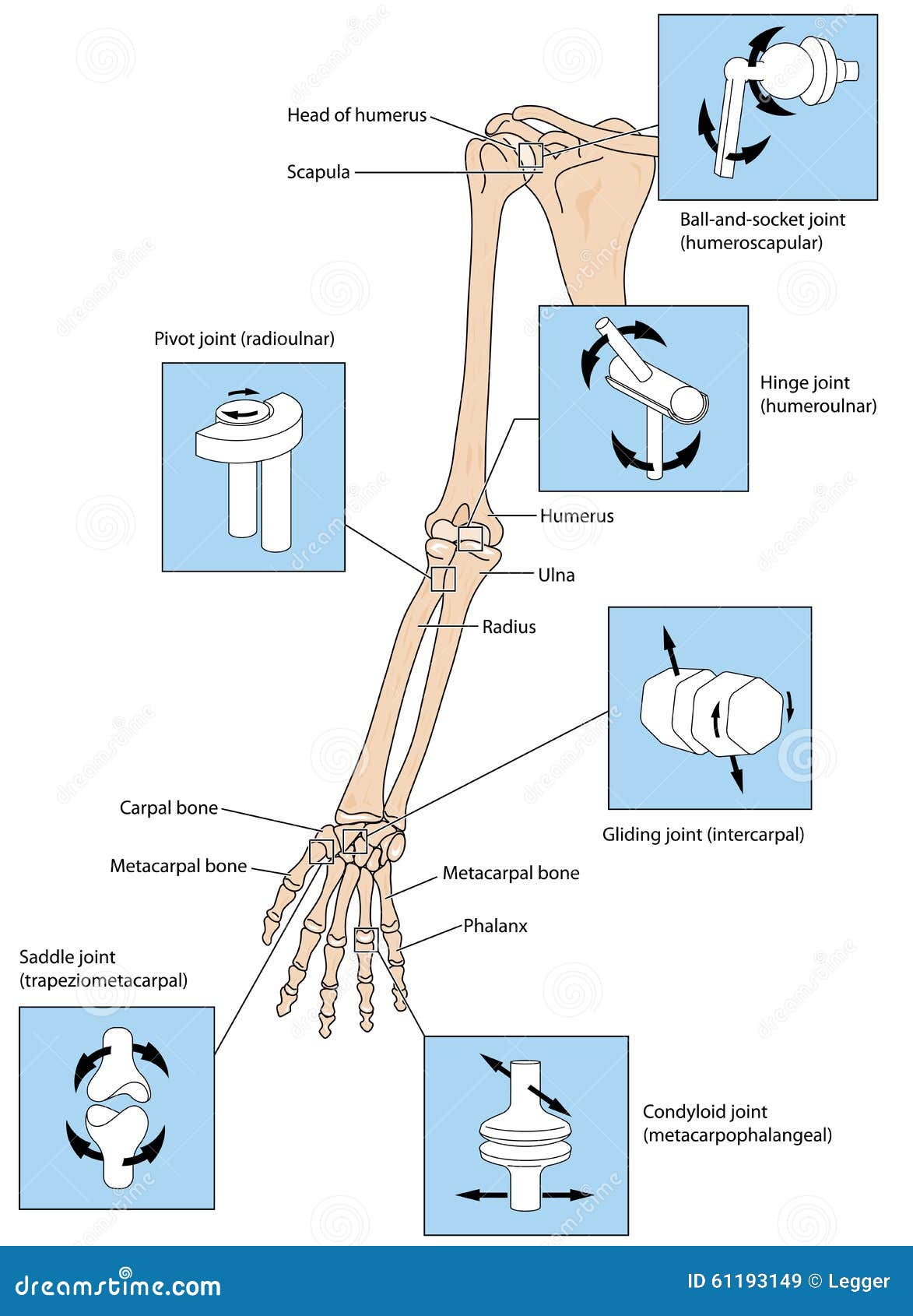 Joint Types in the Upper Limb Stock Vector - Illustration of