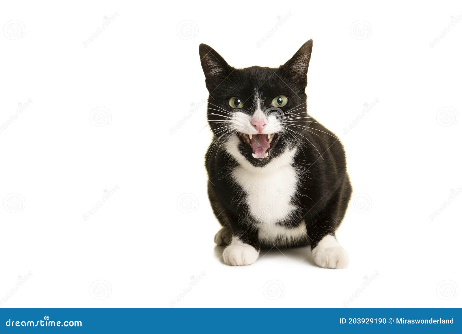 3 325 Chat Europeen Noir Et Blanc Photos Libres De Droits Et Gratuites De Dreamstime