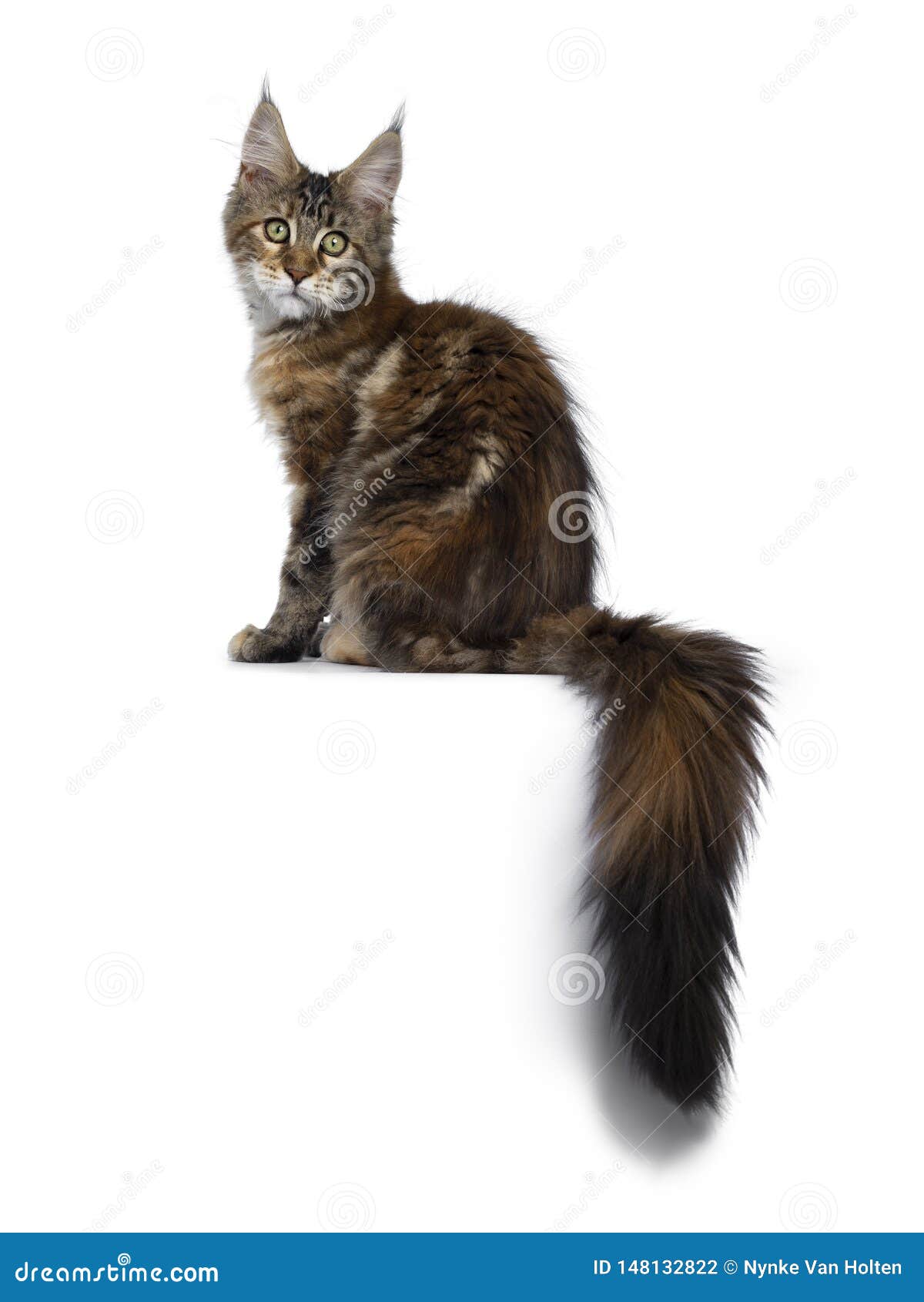 Joli Chaton De Maine Coon De Tortie Sur Le Blanc Photo Stock Image Du Blanc Tortie Joli Chaton De Maine Coon De Tortie Sur Le Blanc Photo Stock Image Du Blanc Tortie