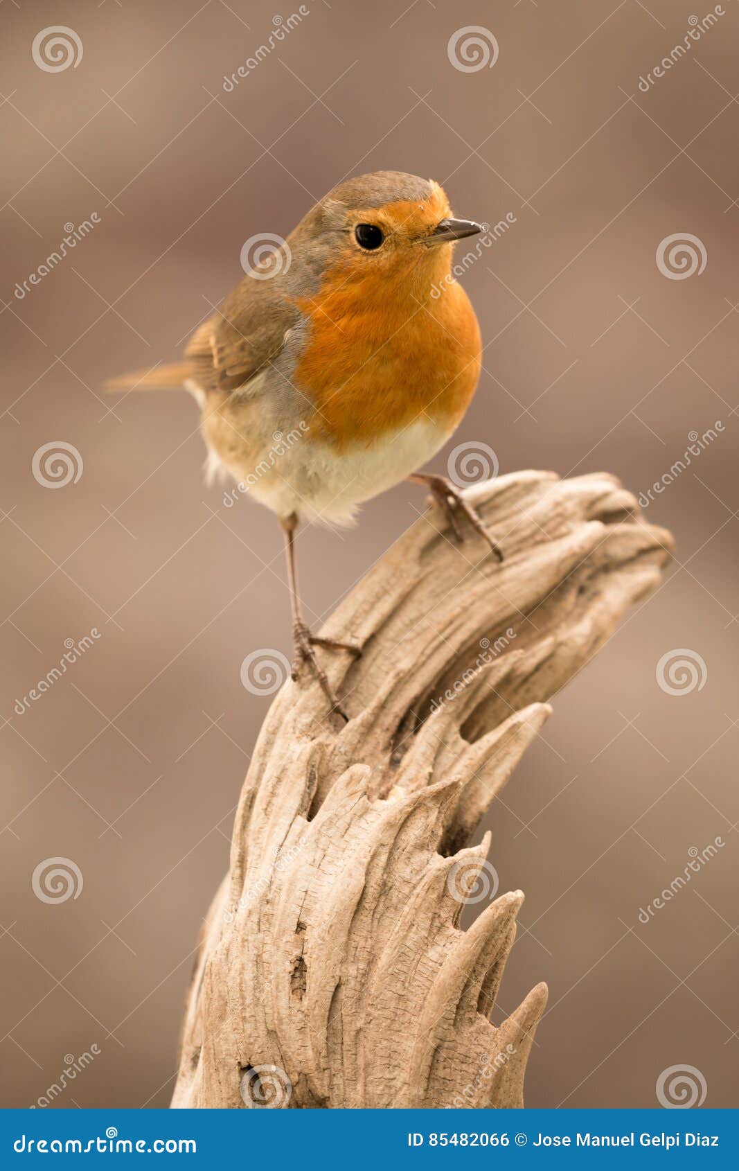 Joli oiseau avec un plumage intéressant de rouge orange dans la nature