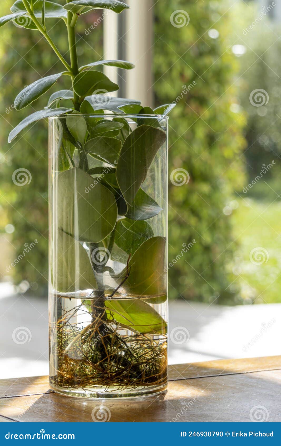 jolie clusier, succulent green indoor plant, in a vase revealing its roots
