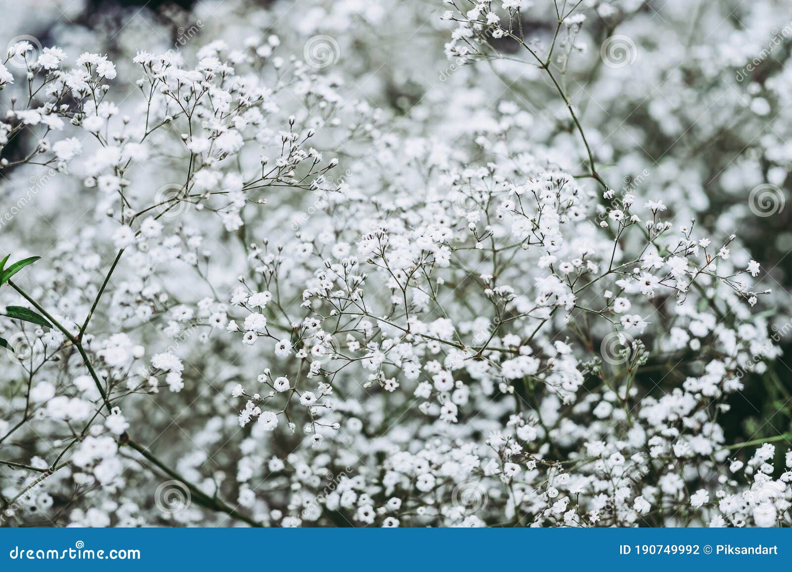 Jolies Fleurs Blanches Légères Gypsophila Photo stock - Image du  branchements, blanc: 190749992