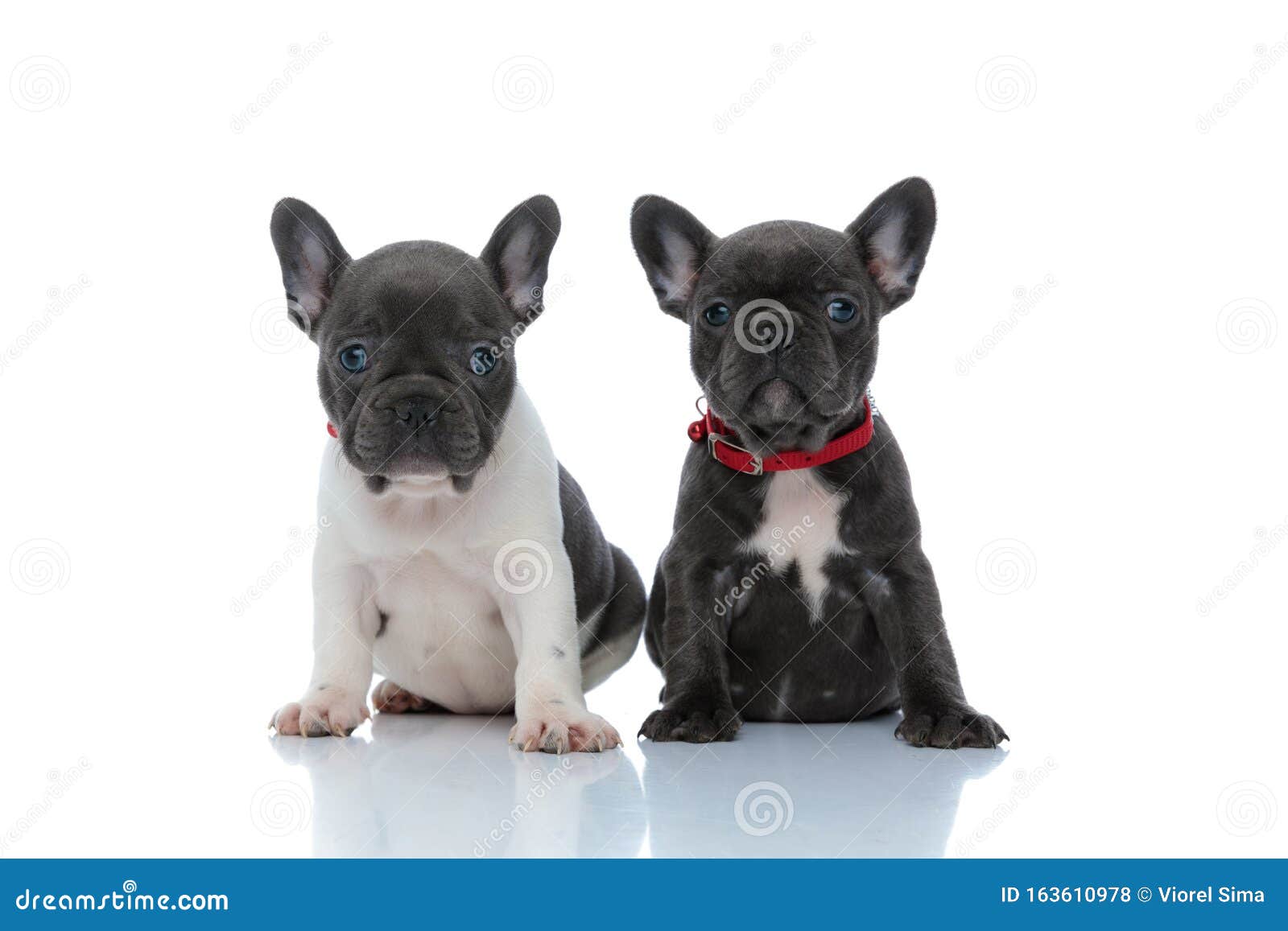 Jolly French Bulldog Cubs Looking Forward while Sitting Stock Photo ...