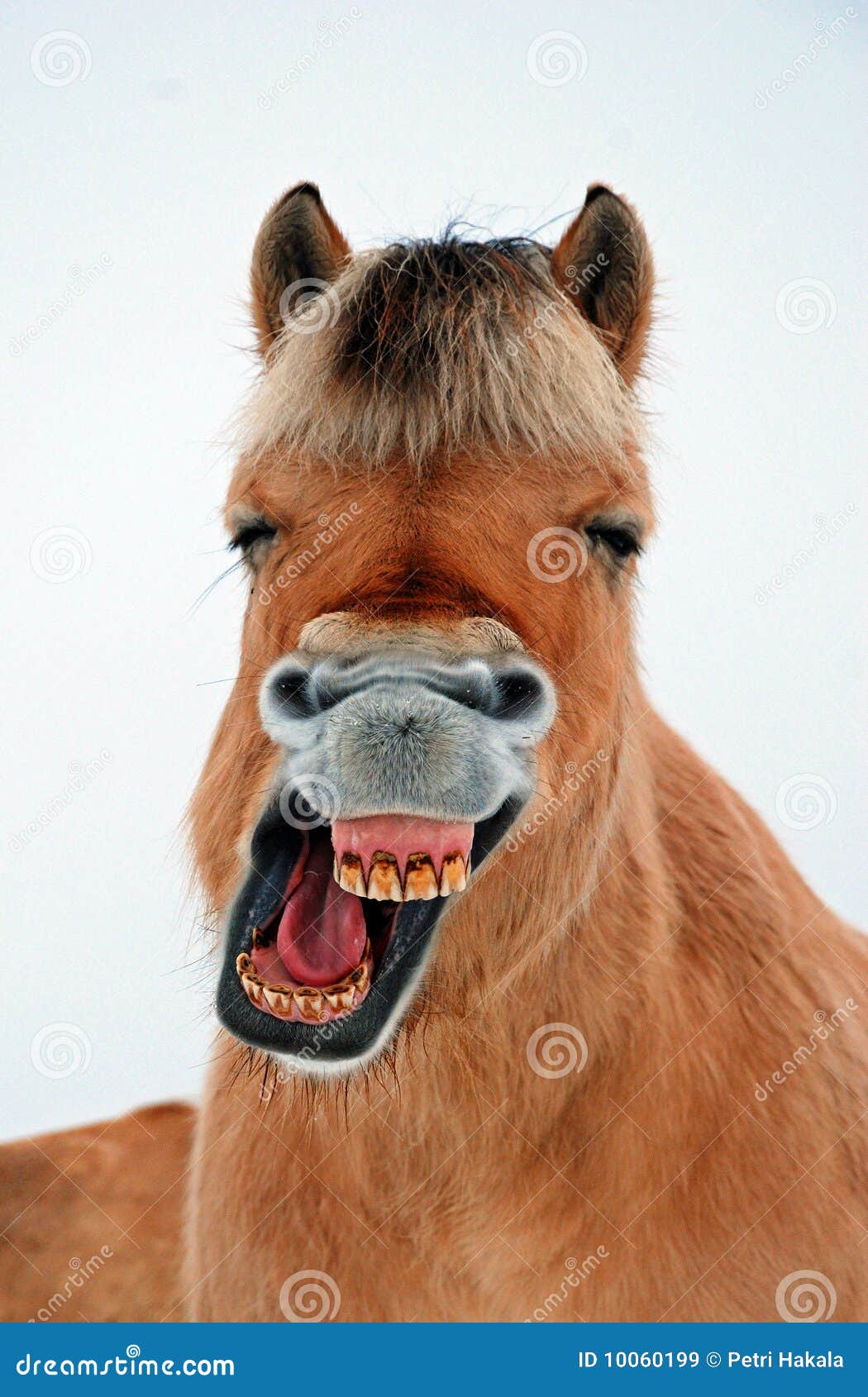 Jolly jumper stock image. Image of norwegian, norway 10060199