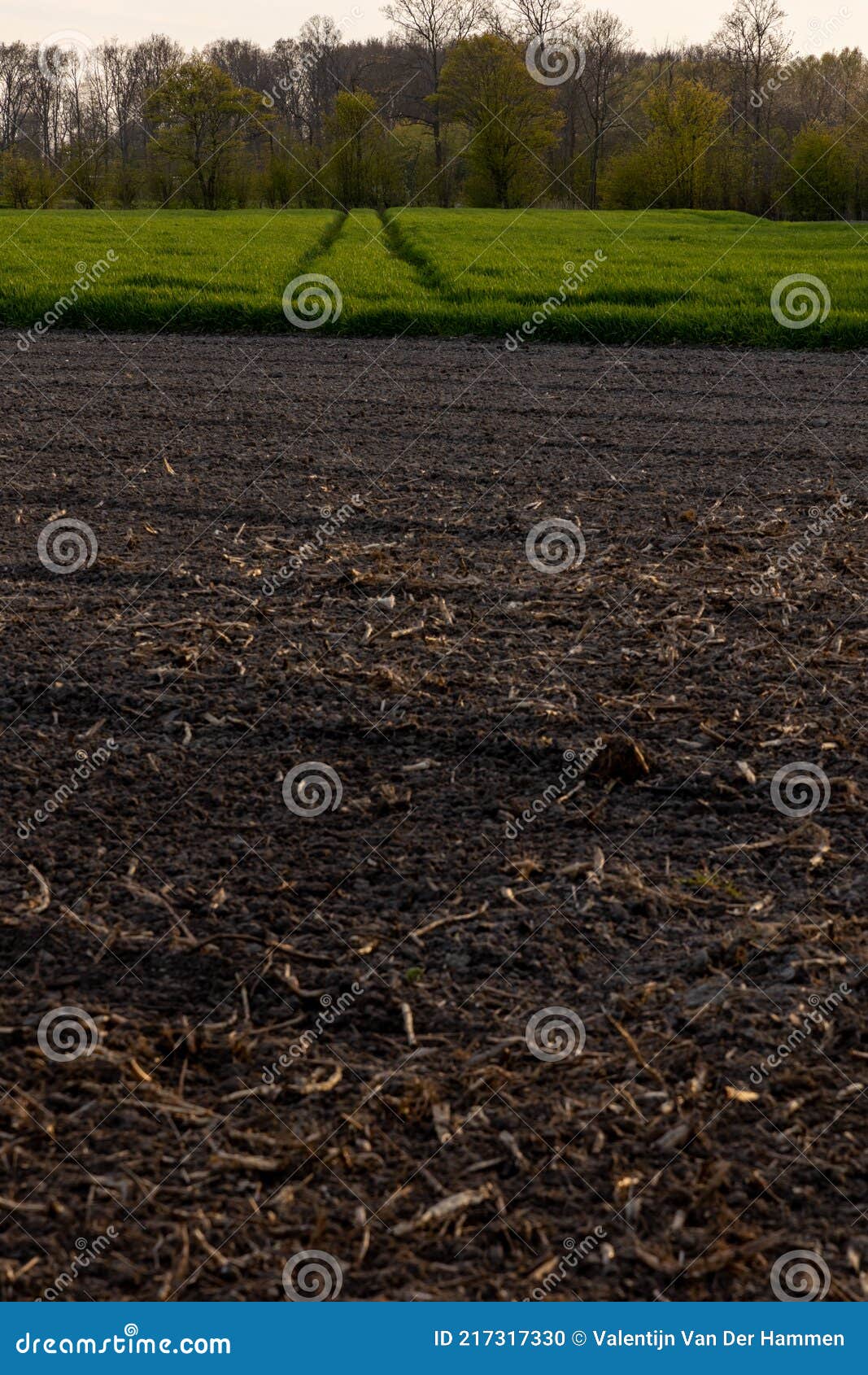 a jong green grain or wheat field in combination with an empty unplanted field in the netherlands