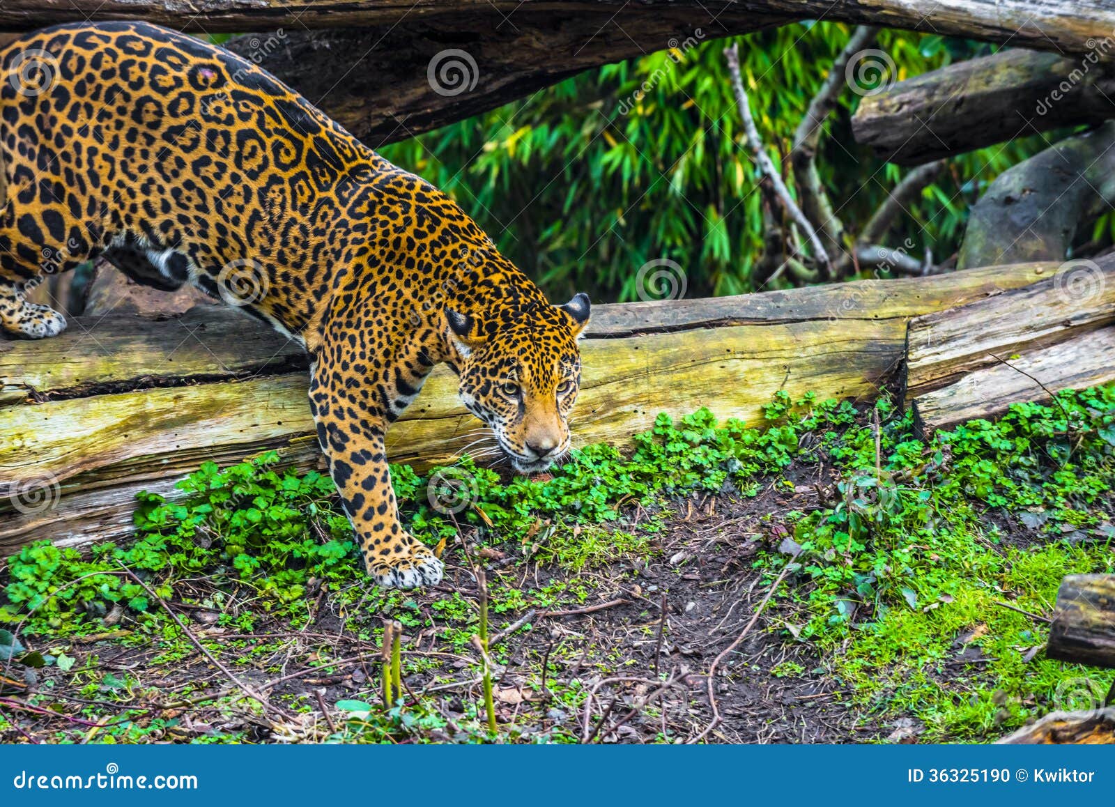 Jonge Jaguar-Kat Stock Foto. Image Of Stalking, Bevlekt - 36325190