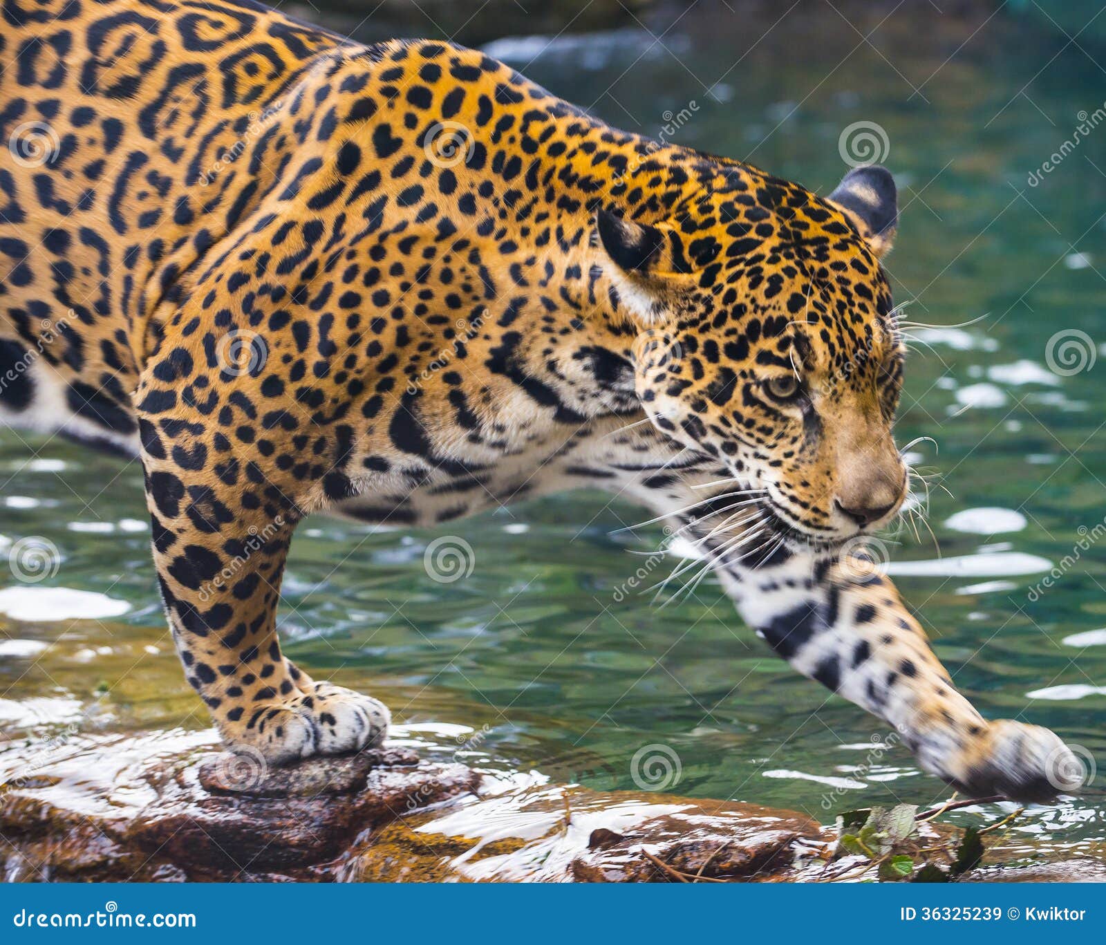 Jonge Jaguar-Kat Stock Afbeelding. Image Of Gebrul, Luipaard - 36325239