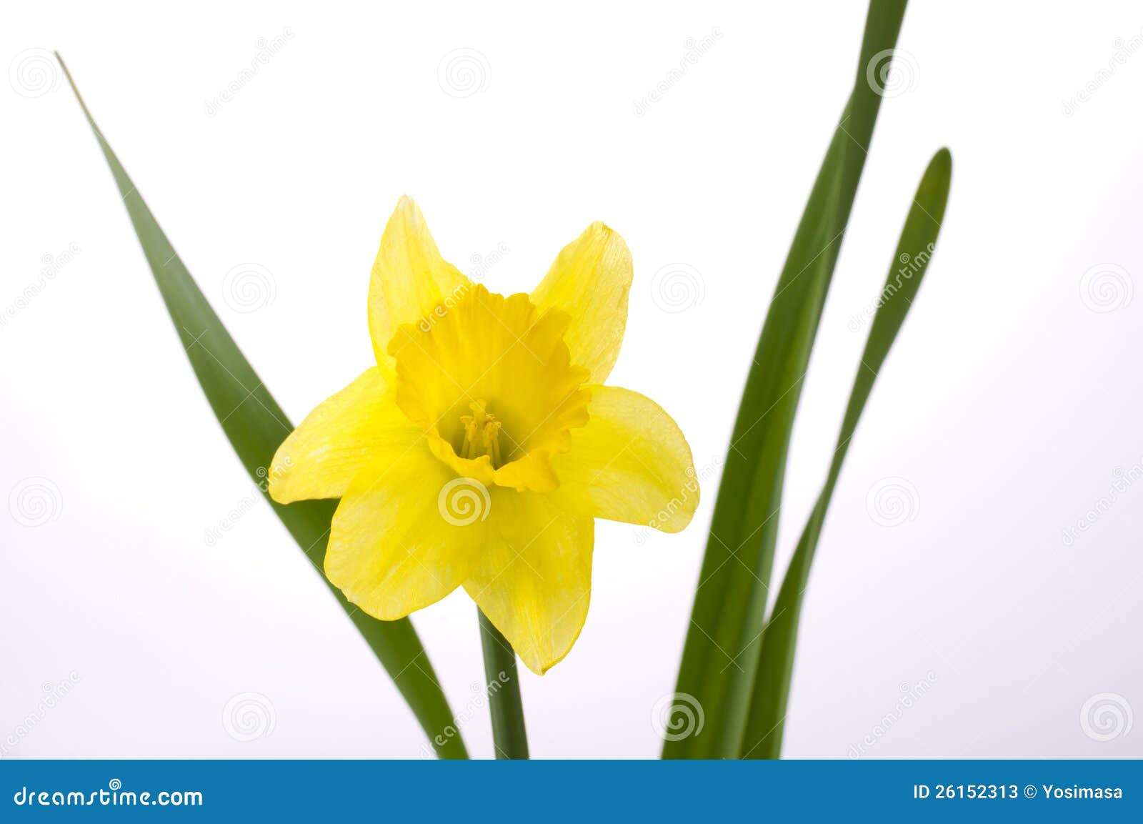 Jonquil flower stock image. Image of romantic, gift, bouquet - 26152313