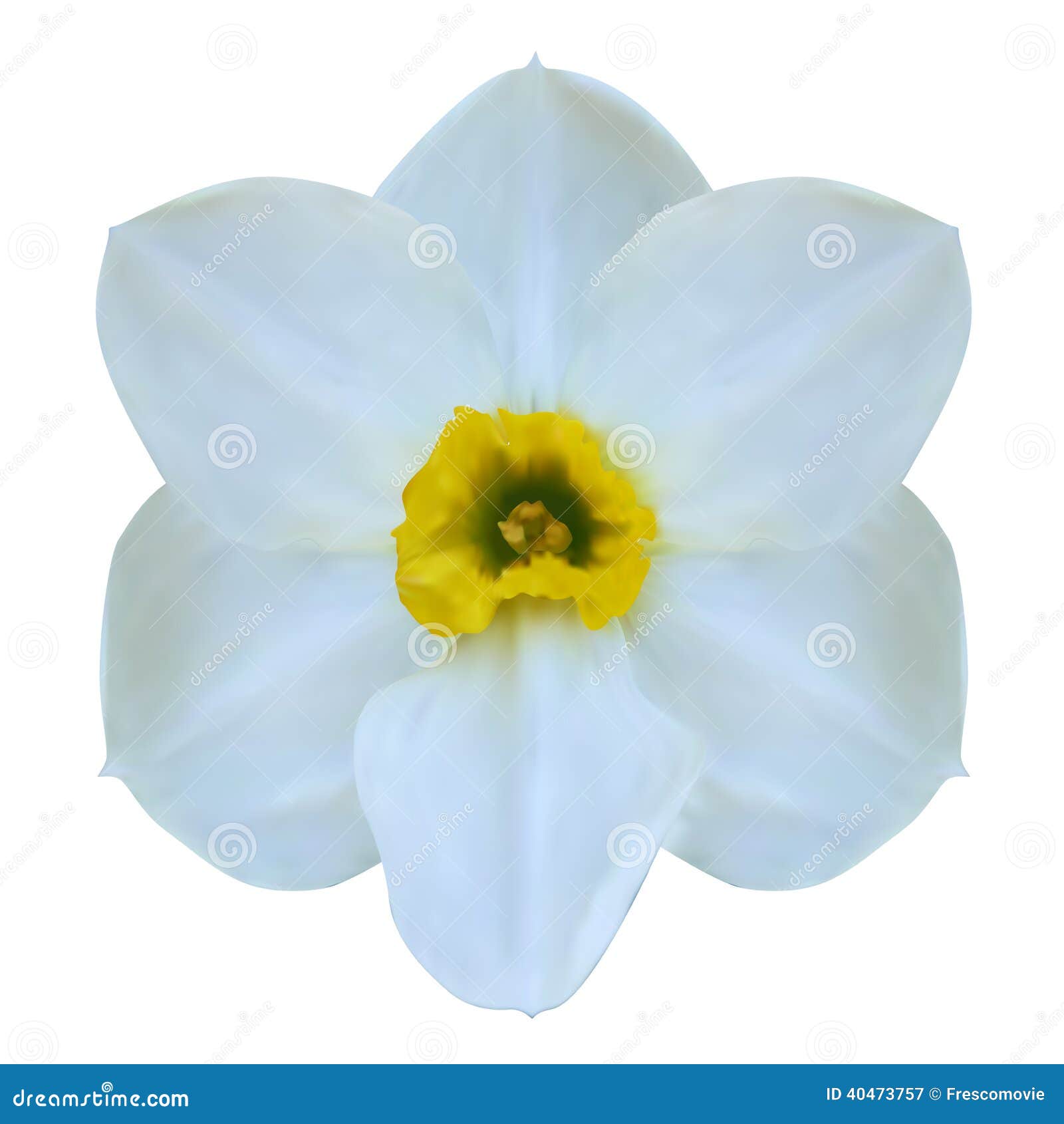 Jonquil flower. stock vector. Illustration of invitation - 40473757