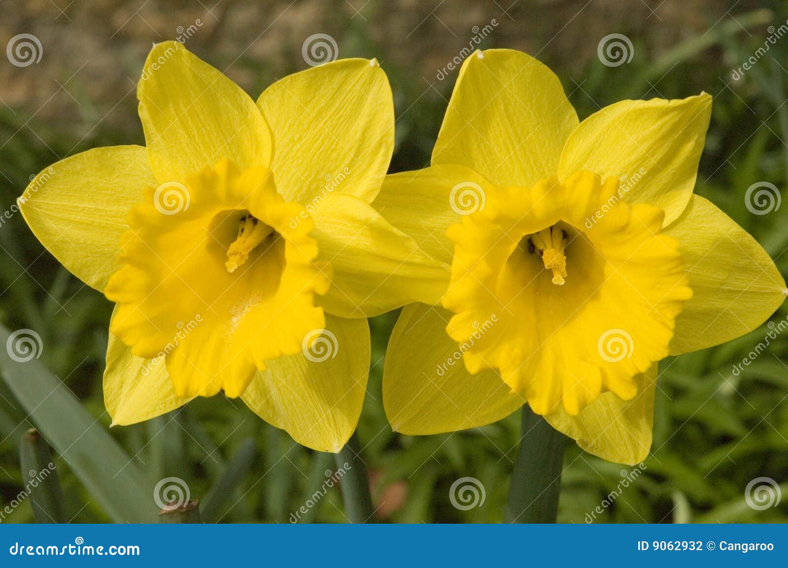 Jonquil In The Garden Picture. Image 9062932