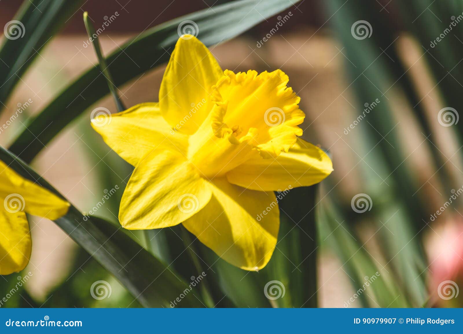 Jonquil stock image. Image of garden, blossom, narcissus 90979907