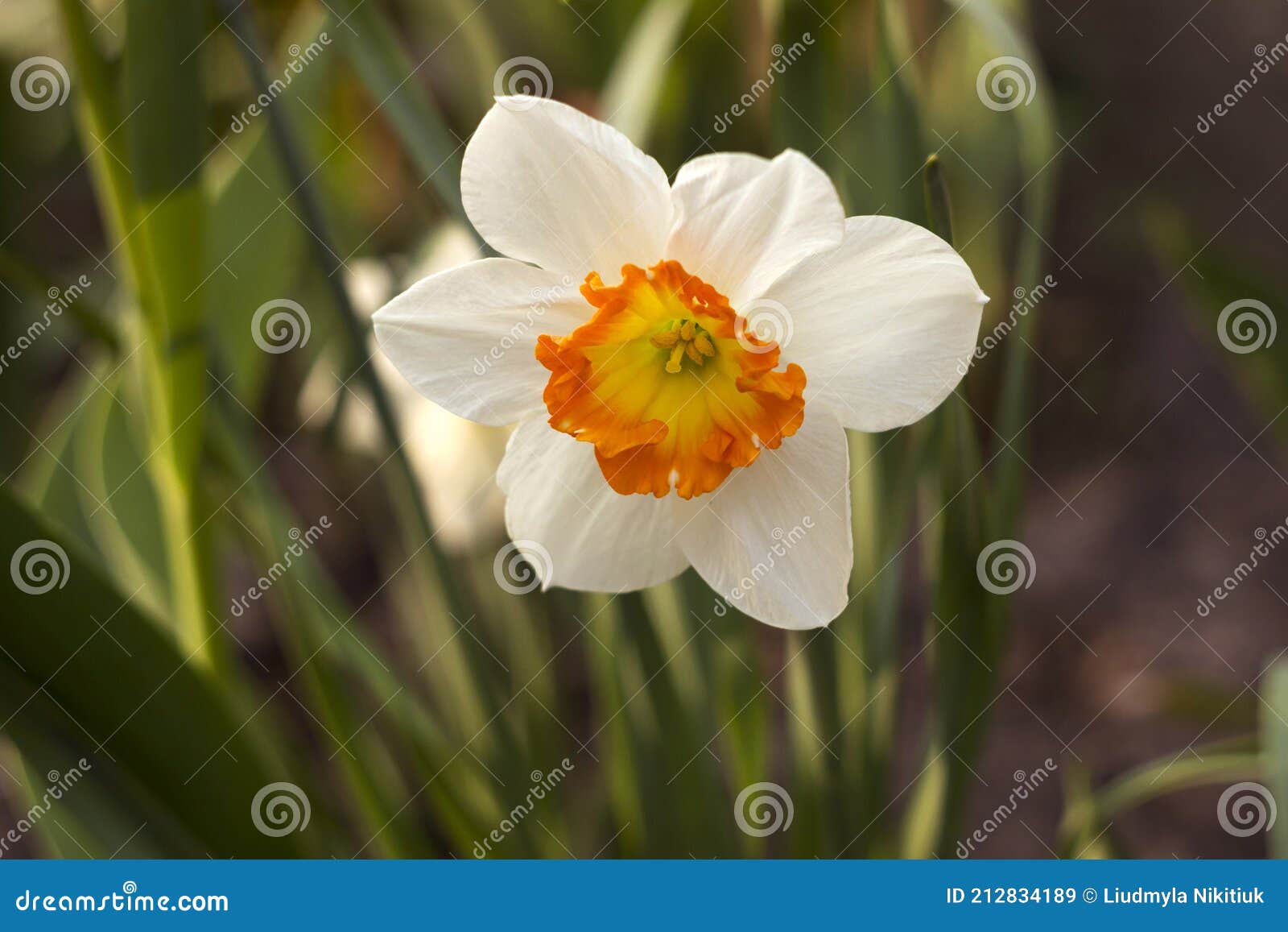Jonquille Blanche Avec étamine Centrale Orange. Fleur De Fleurs De  Printemps Dans Le Jardin Image stock - Image du lumineux, frais: 212834189