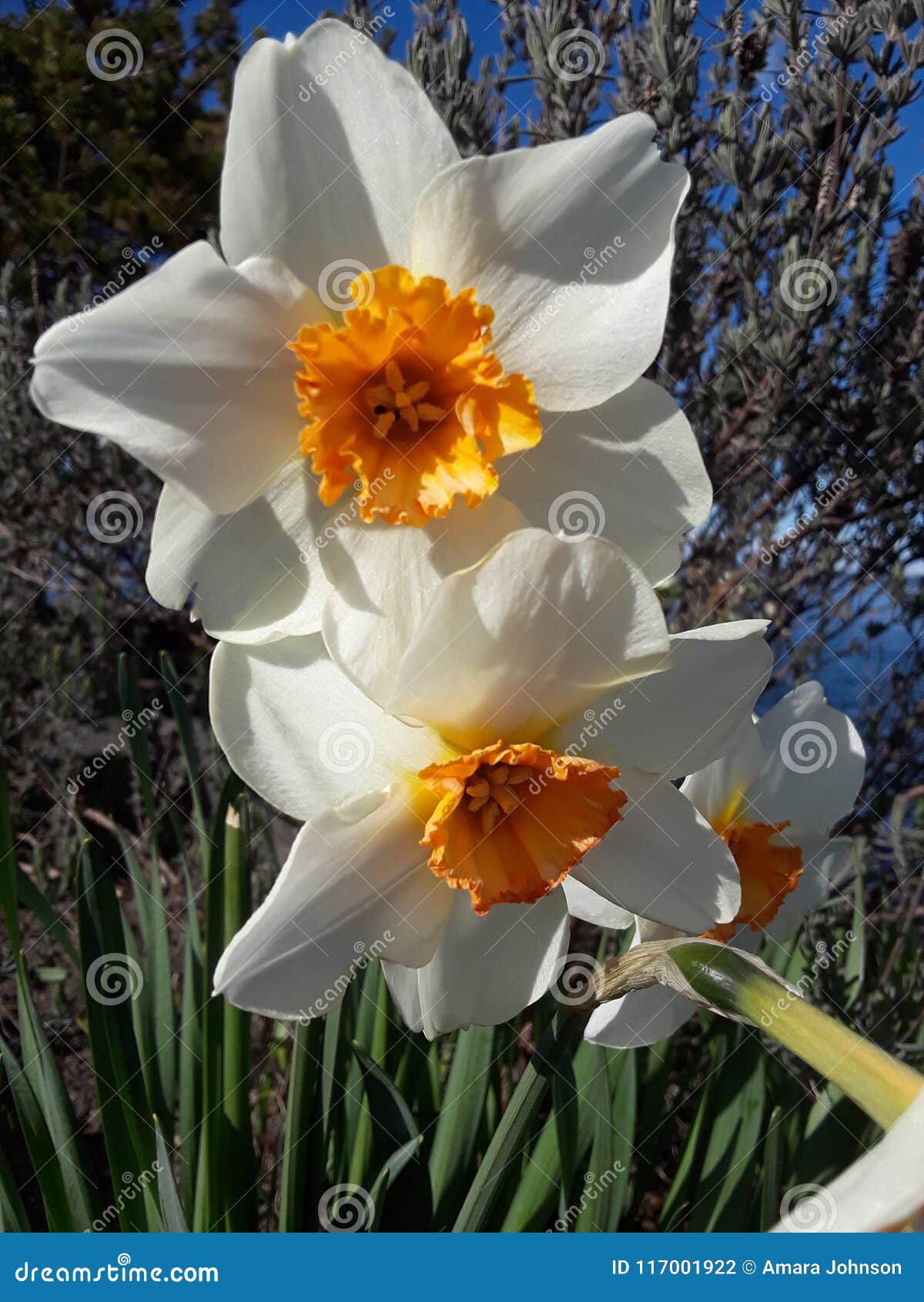 Jonquille Blanche Et Orange Photo stock - Image du blanc, tacoma: 117001922