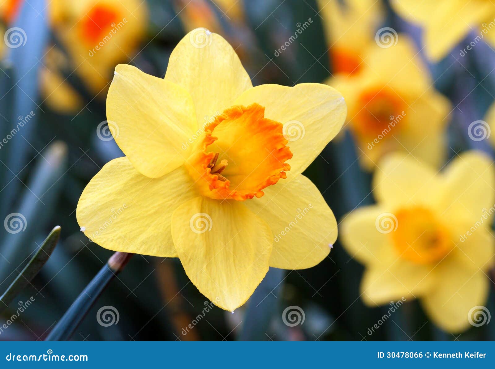 Jonquille jaune et orange photo stock. Image du naturaliser - 30478066