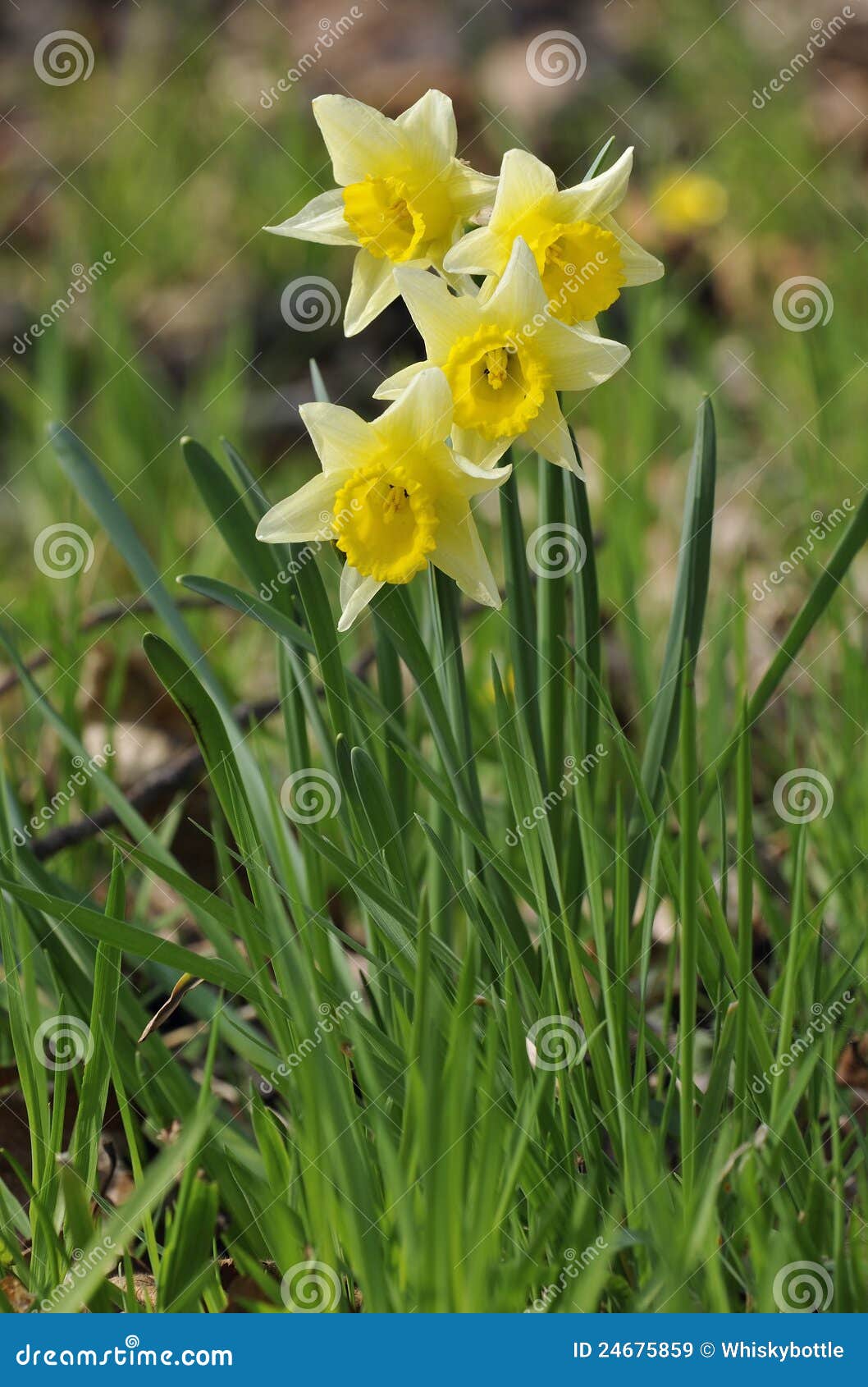 Jonquille Sauvage Pseudonarcissus De Narcisse Image stock Image du