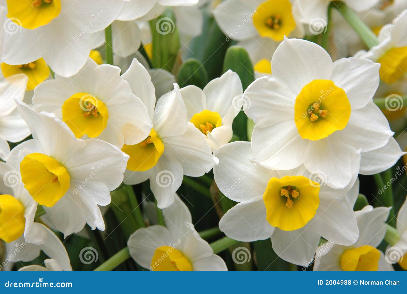 Jonquilles blanches photo stock. Image du centrale, blanc - 2004988