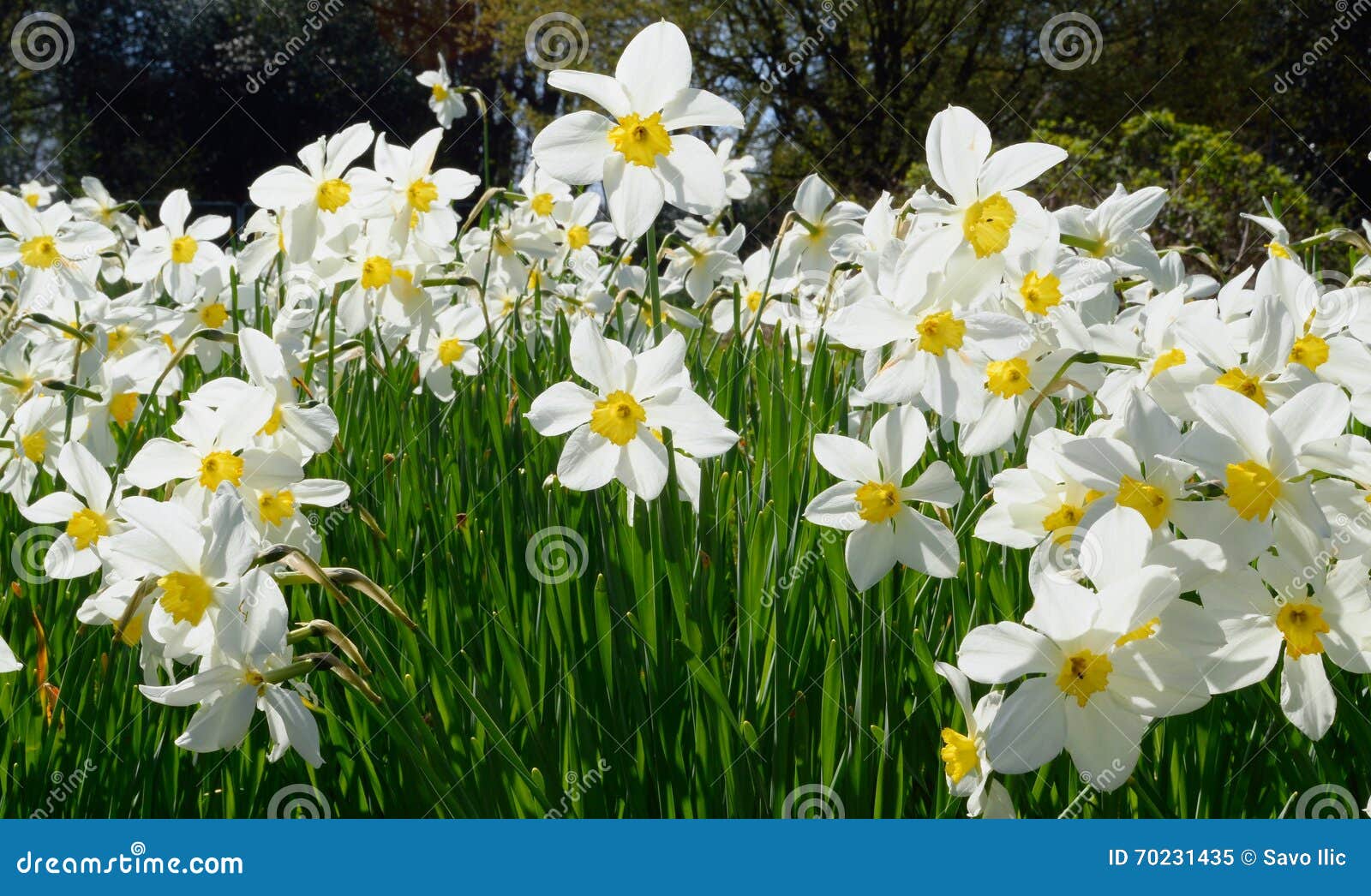 Jonquilles blanches image stock. Image du anglais, royaume - 70231435