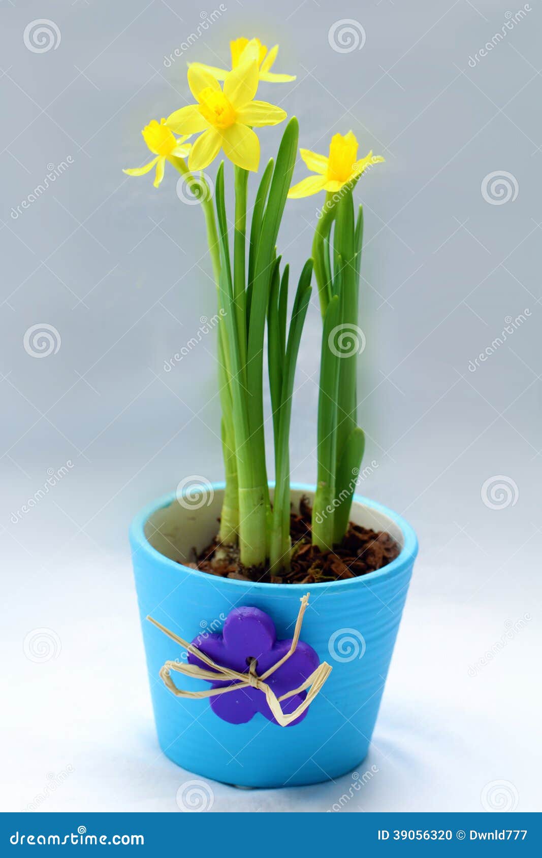 Jonquilles Dans Le Pot De Fleur Photo stock - Image du flore, printemps:  39056320
