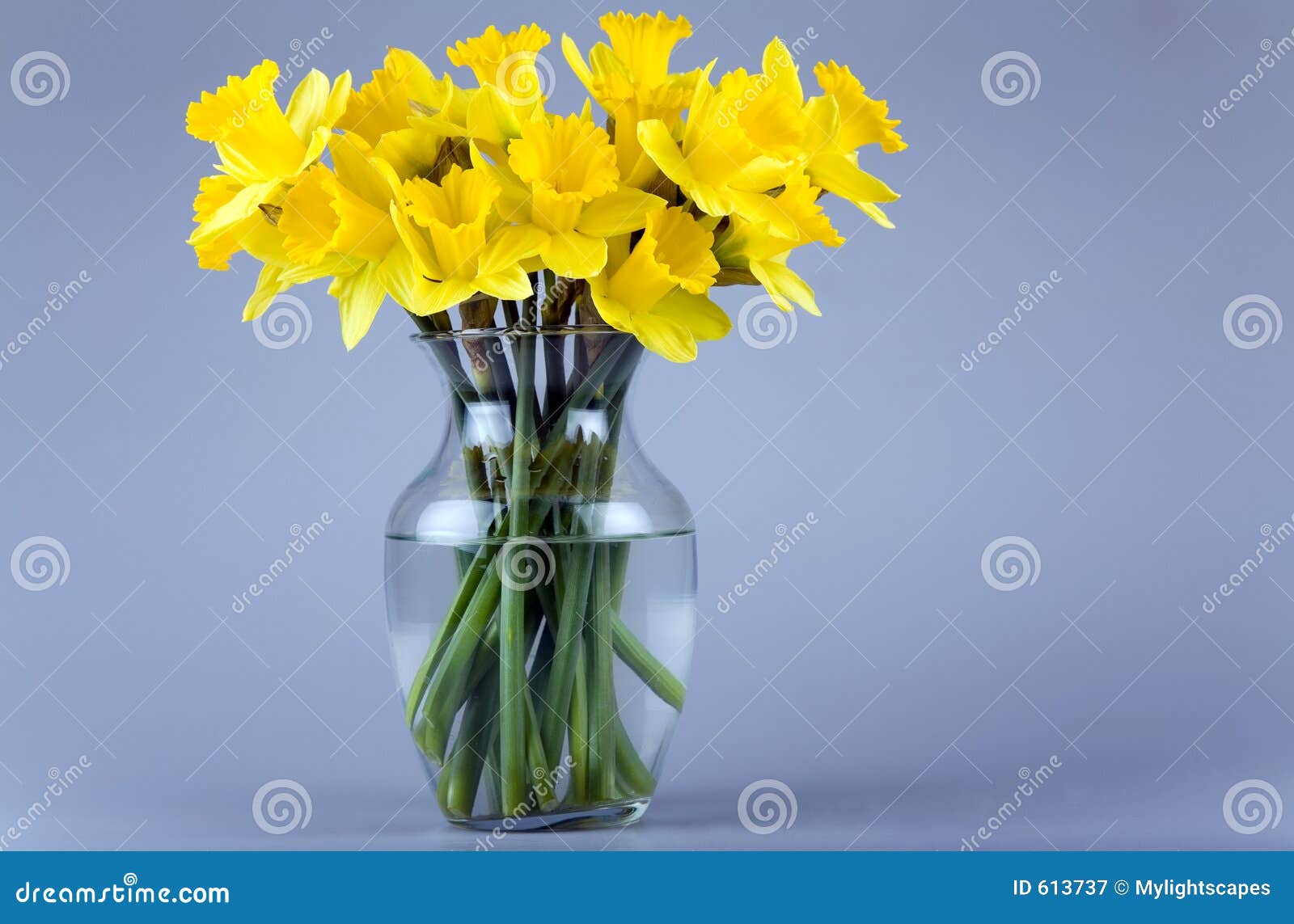 Jonquilles dans un vase image stock. Image du lame, pâques - 613737