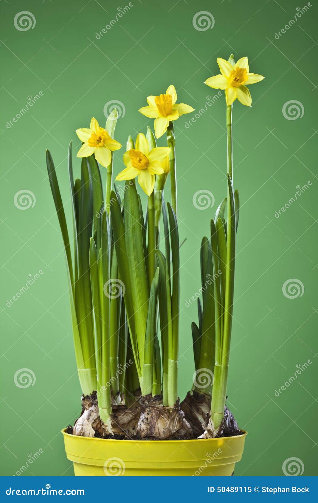 Jonquilles (narcisse) Dans Le Pot De Fleur Image stock - Image du jonquille,  frais: 50489115