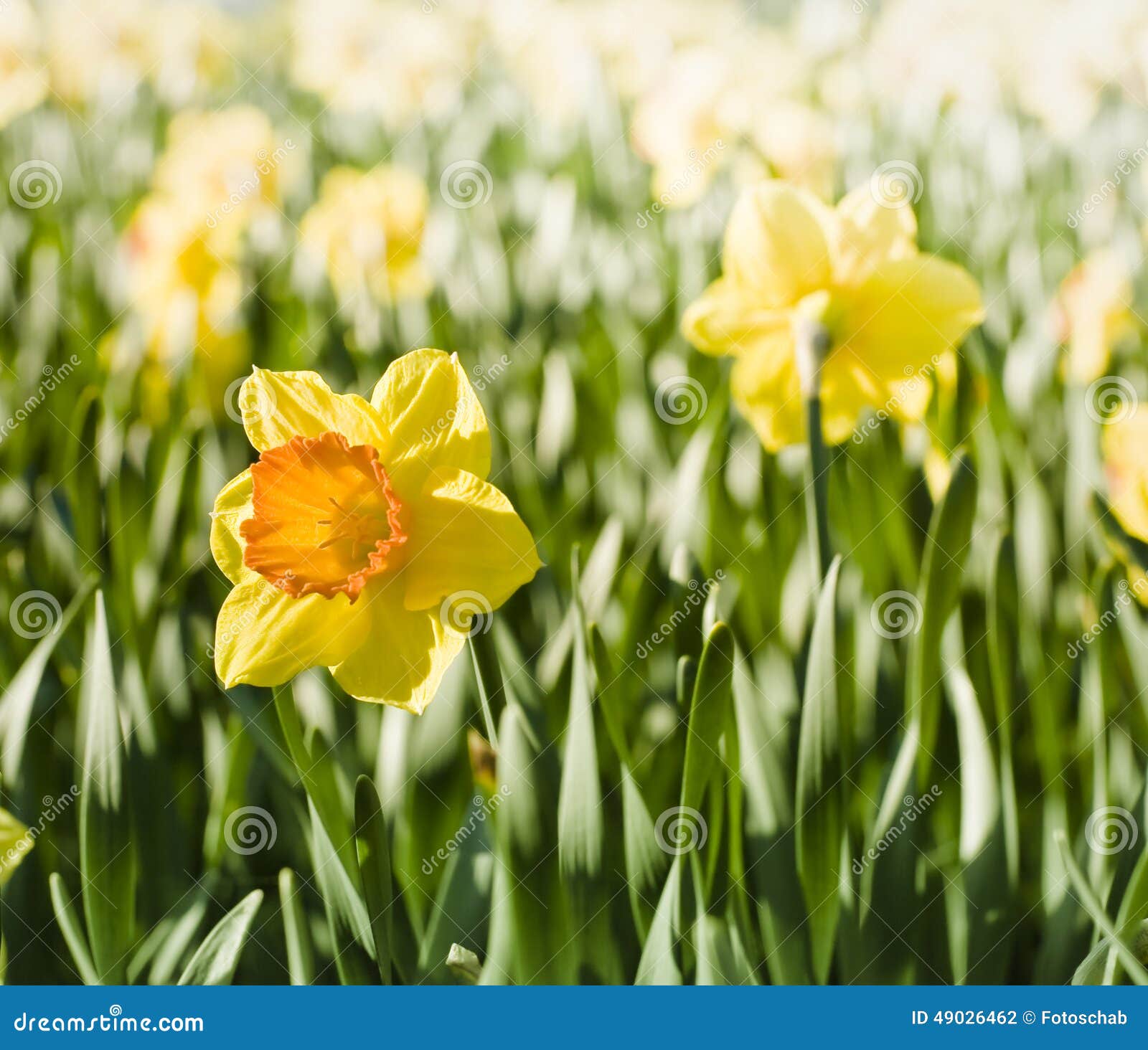 Jonquils stock photo. Image of narcissus, jonquil, blossoming 49026462